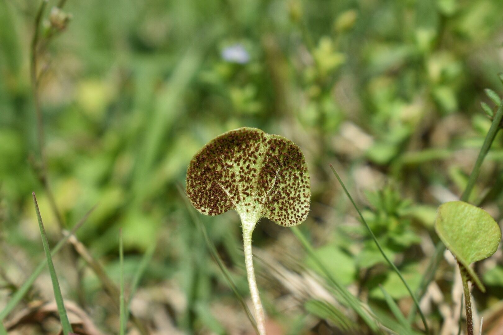 Puccinia dichondrae