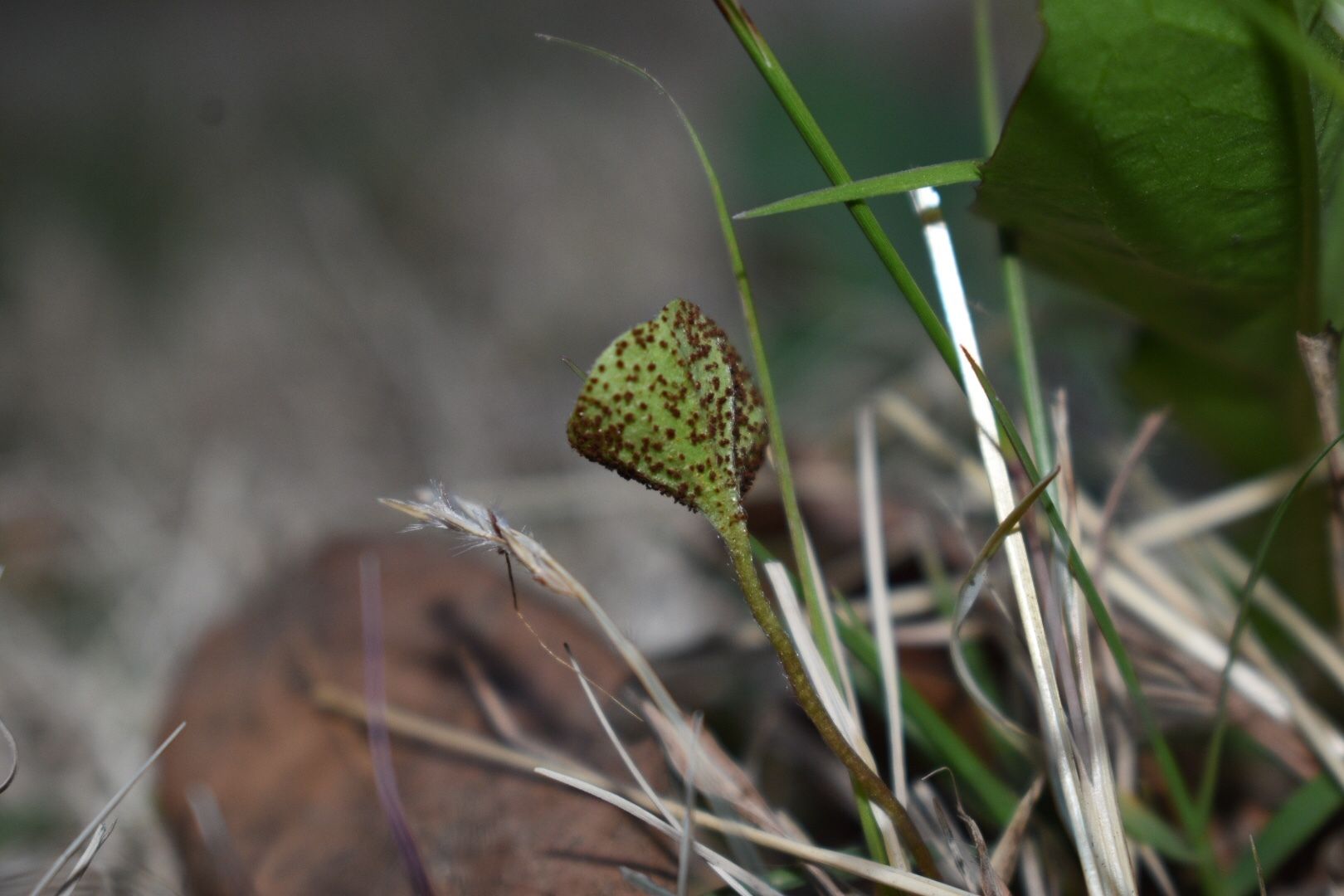 Puccinia dichondrae