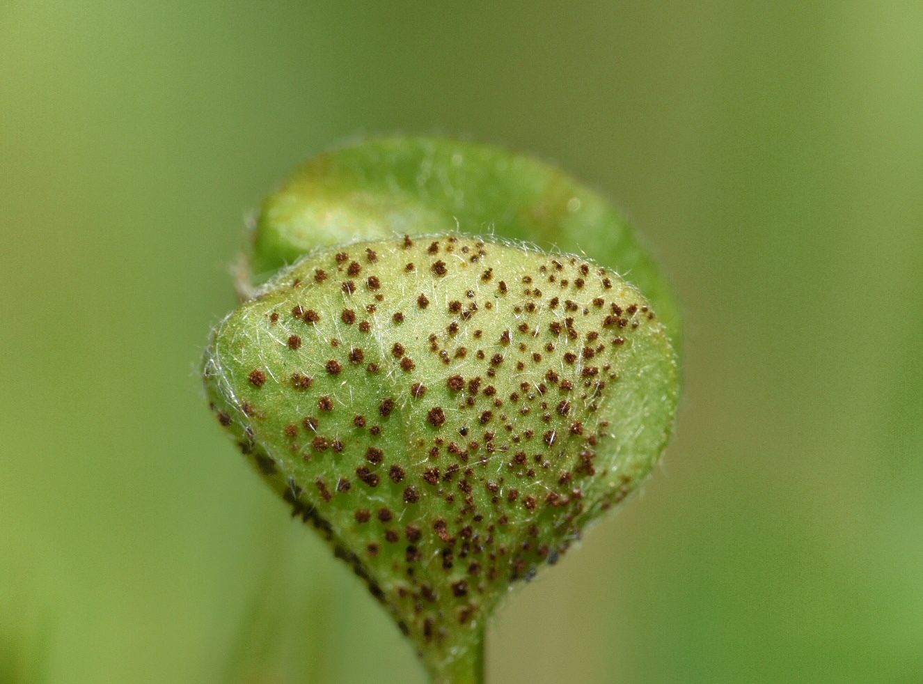 Puccinia dichondrae