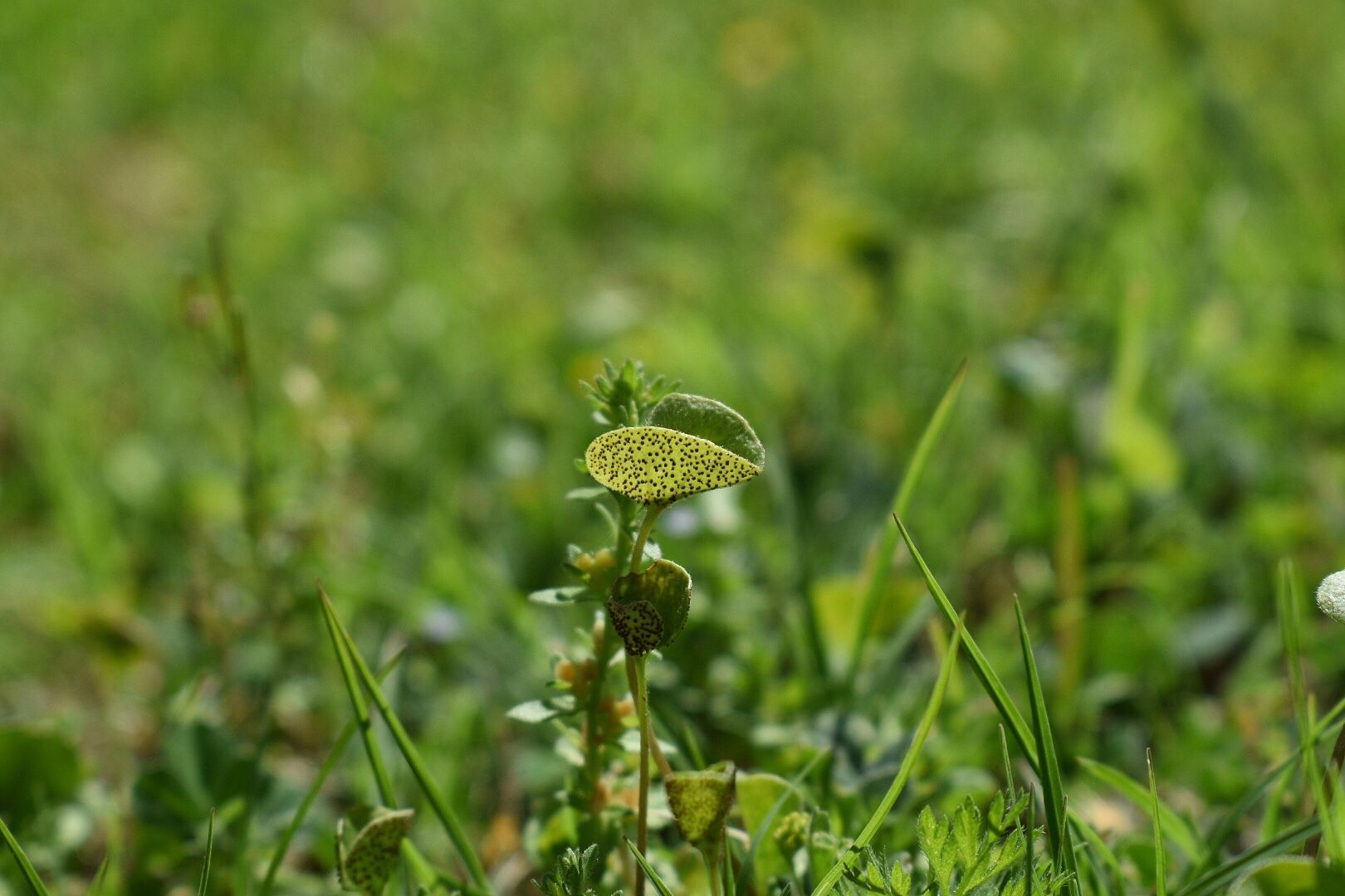 Puccinia dichondrae