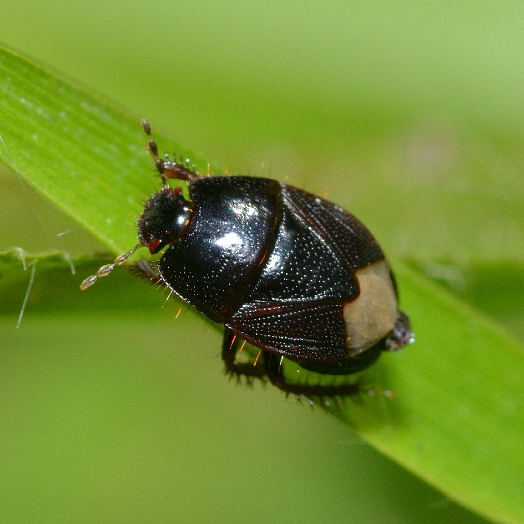 Pangaeus bilineatus
