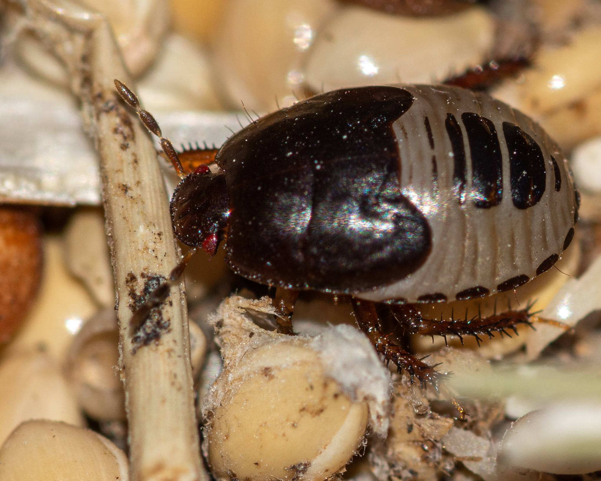 Pangaeus bilineatus