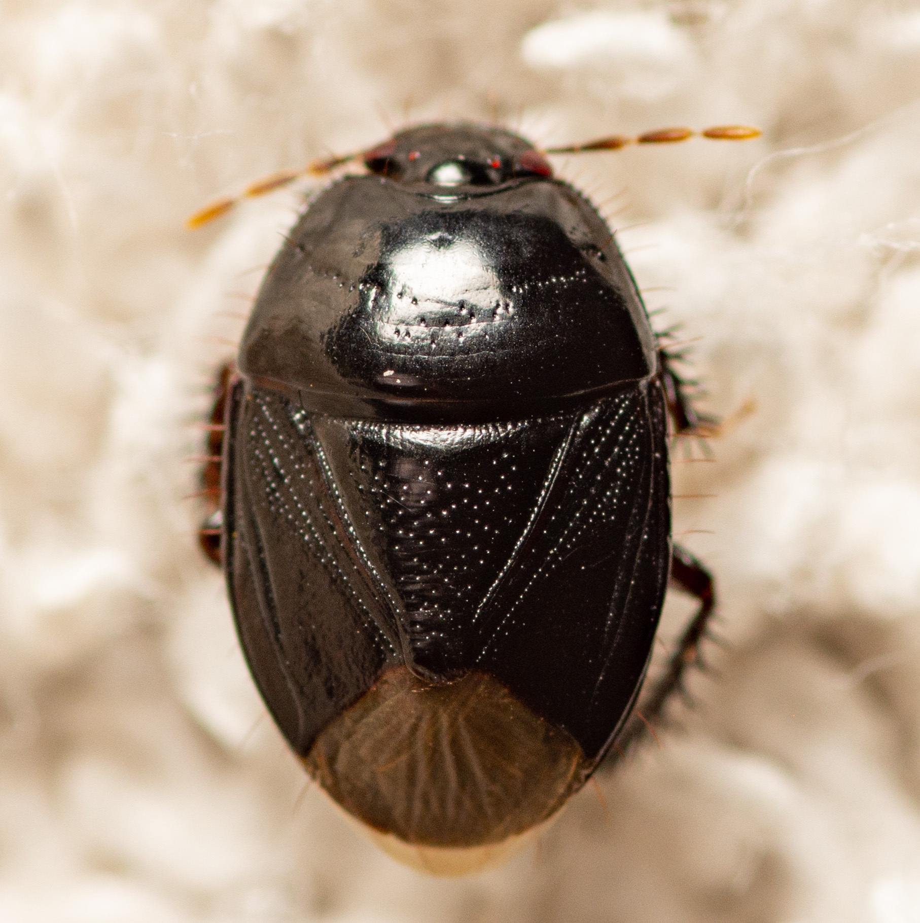 Pangaeus bilineatus