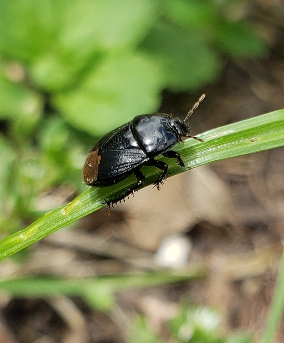 Pangaeus bilineatus