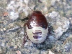 Pangaeus bilineatus