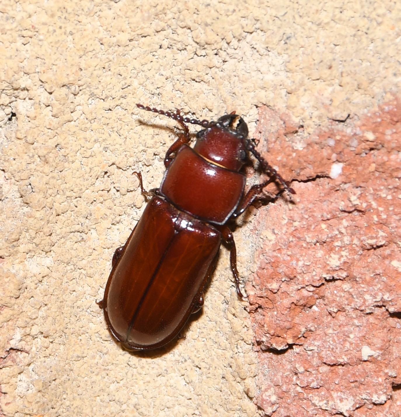 Parandra