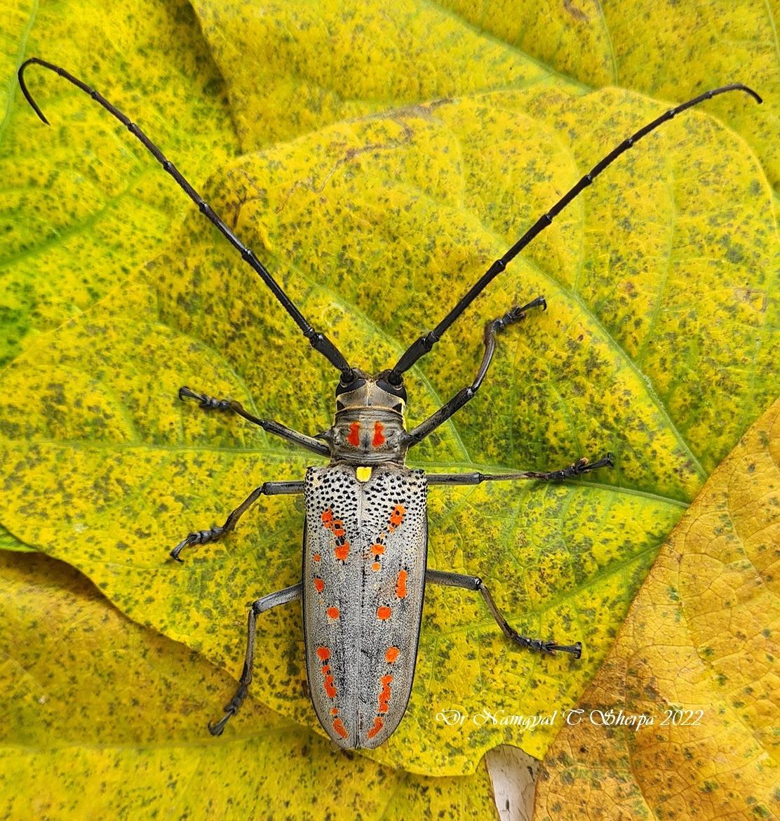 Batocera horsfieldi