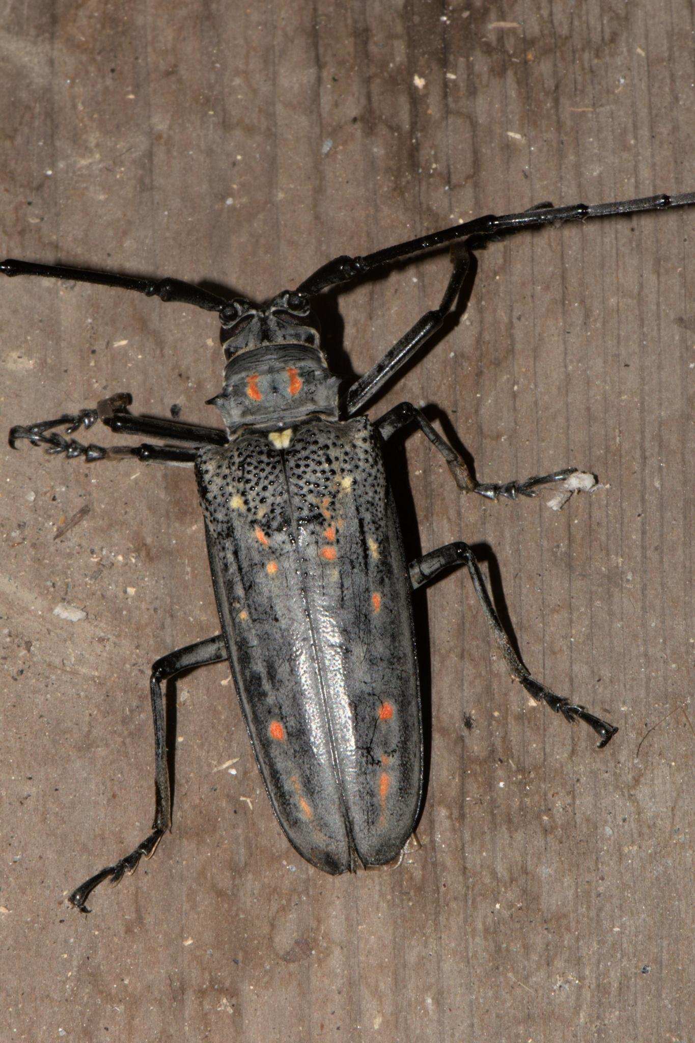 Batocera horsfieldi