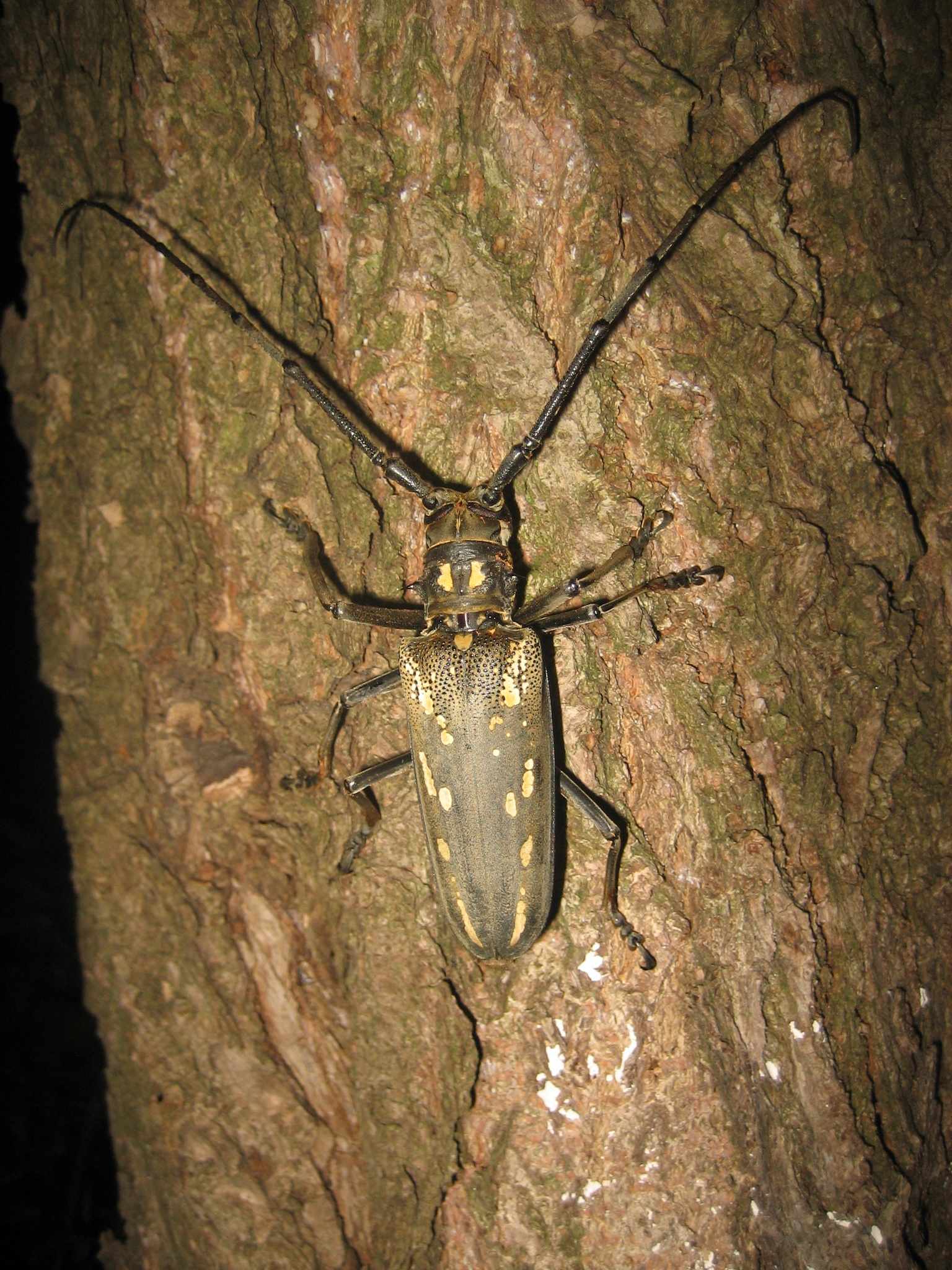 Batocera horsfieldi