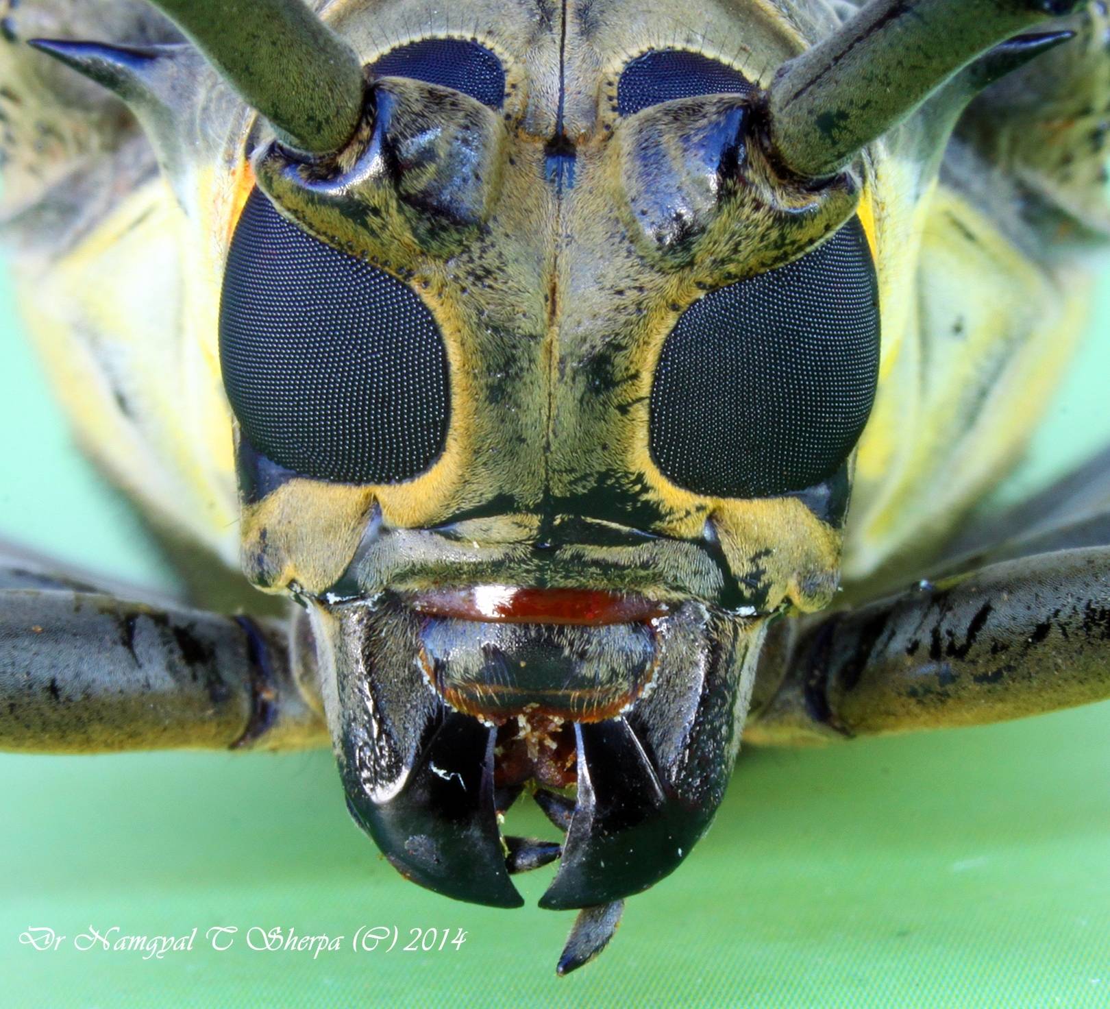 Batocera horsfieldi
