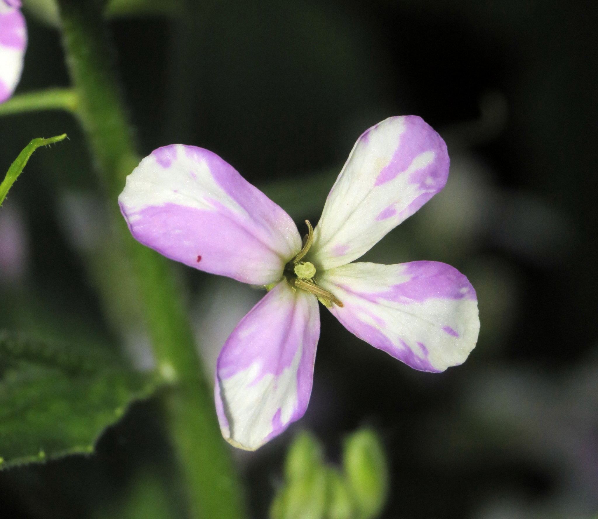 Turnip mosaic virus