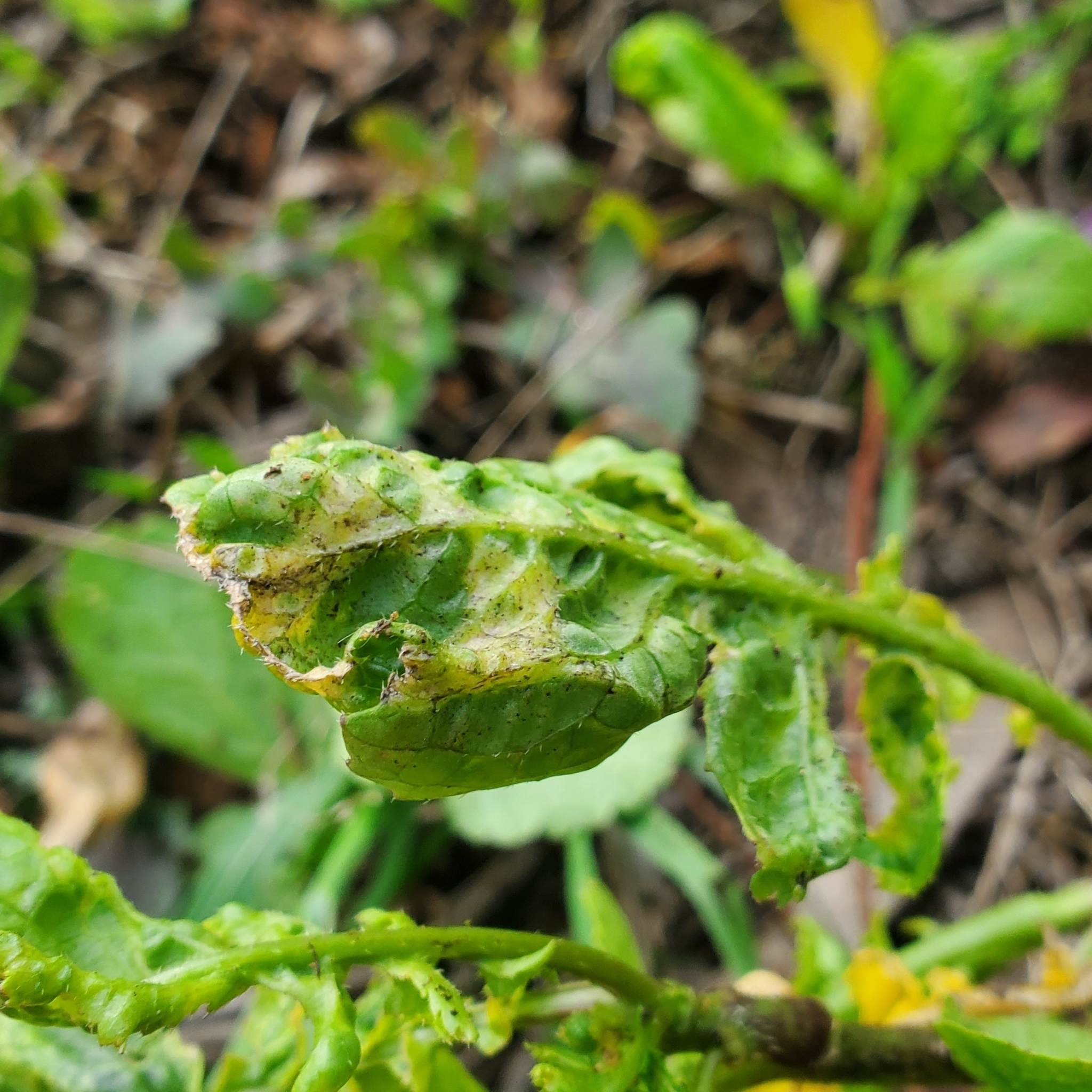 Turnip mosaic virus
