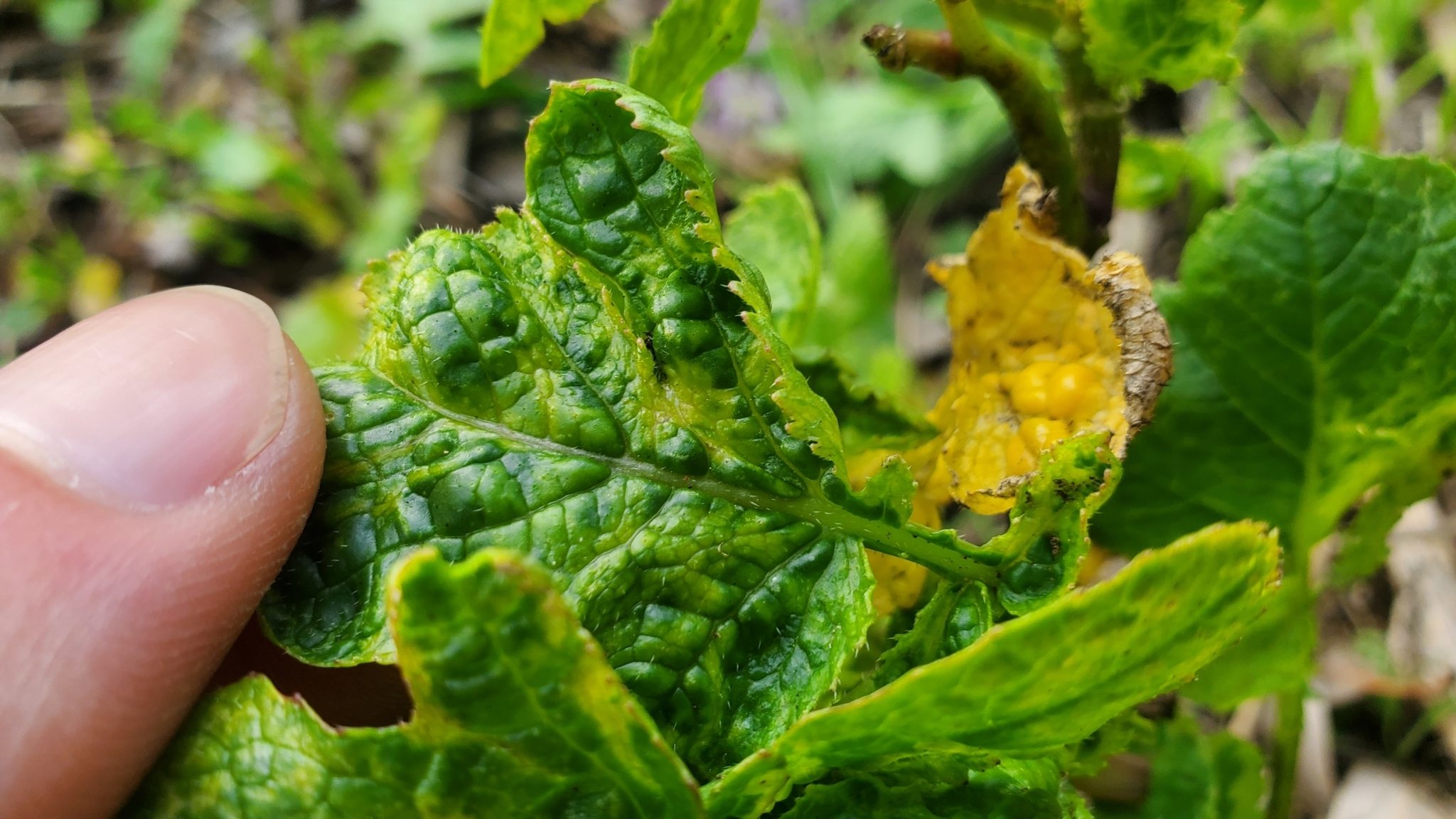 Turnip mosaic virus