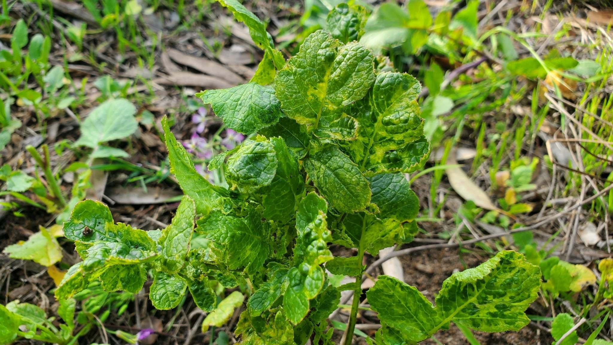 Turnip mosaic virus
