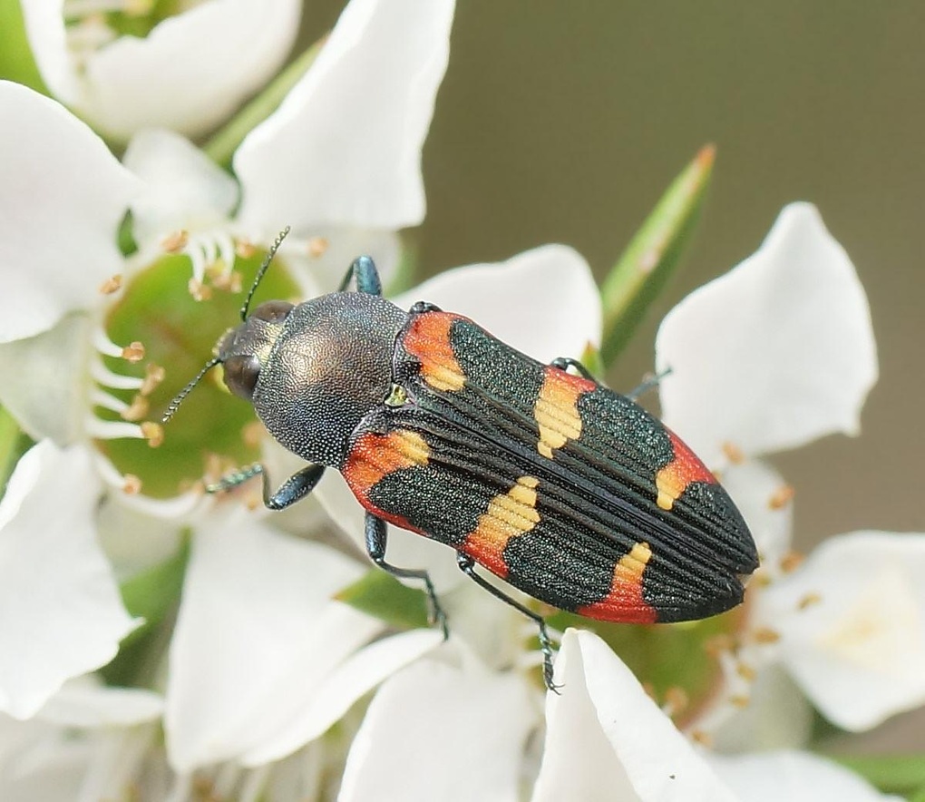 Castiarina