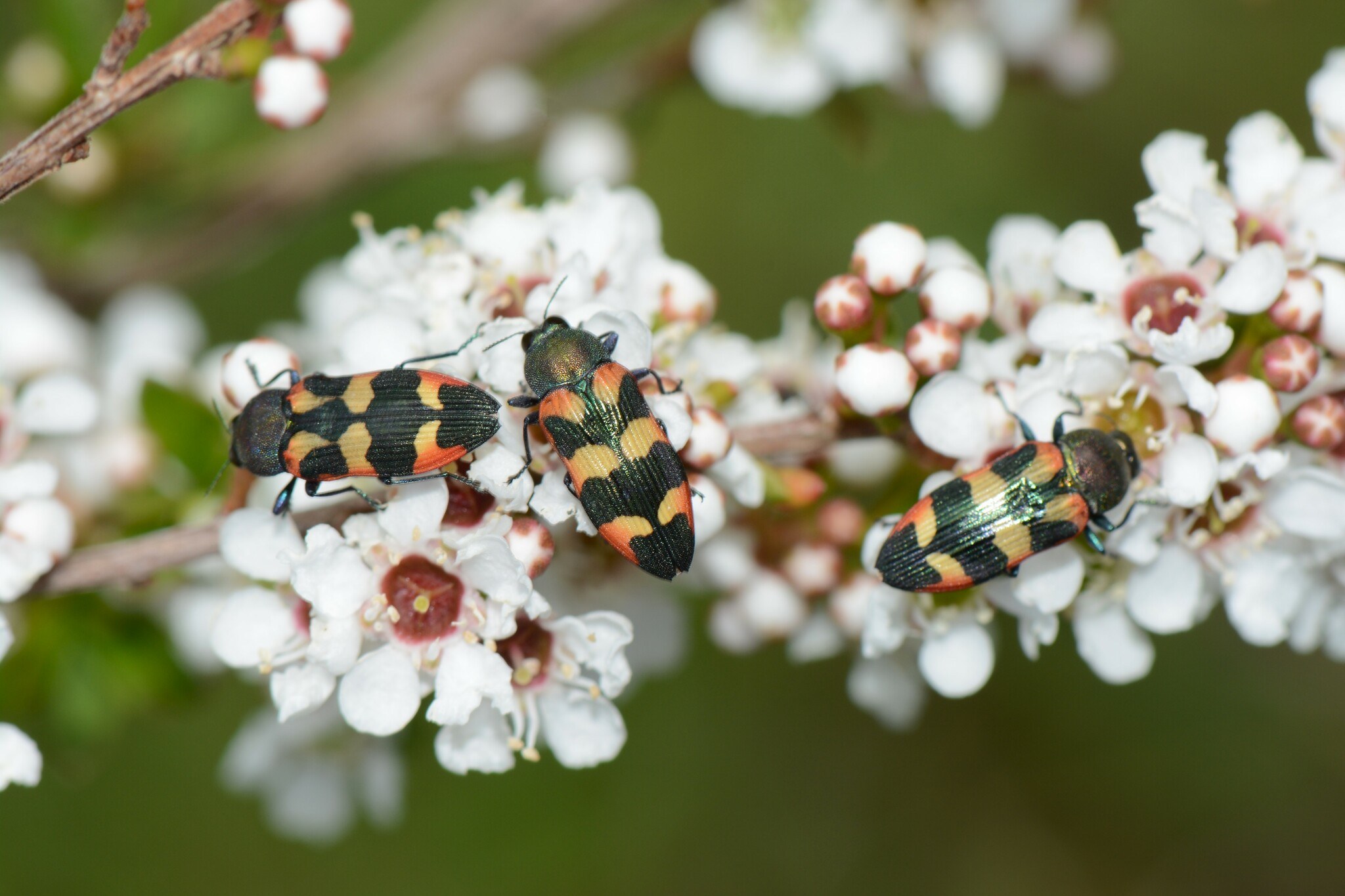 Castiarina