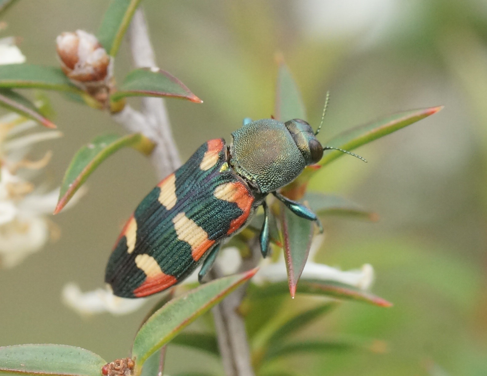 Castiarina