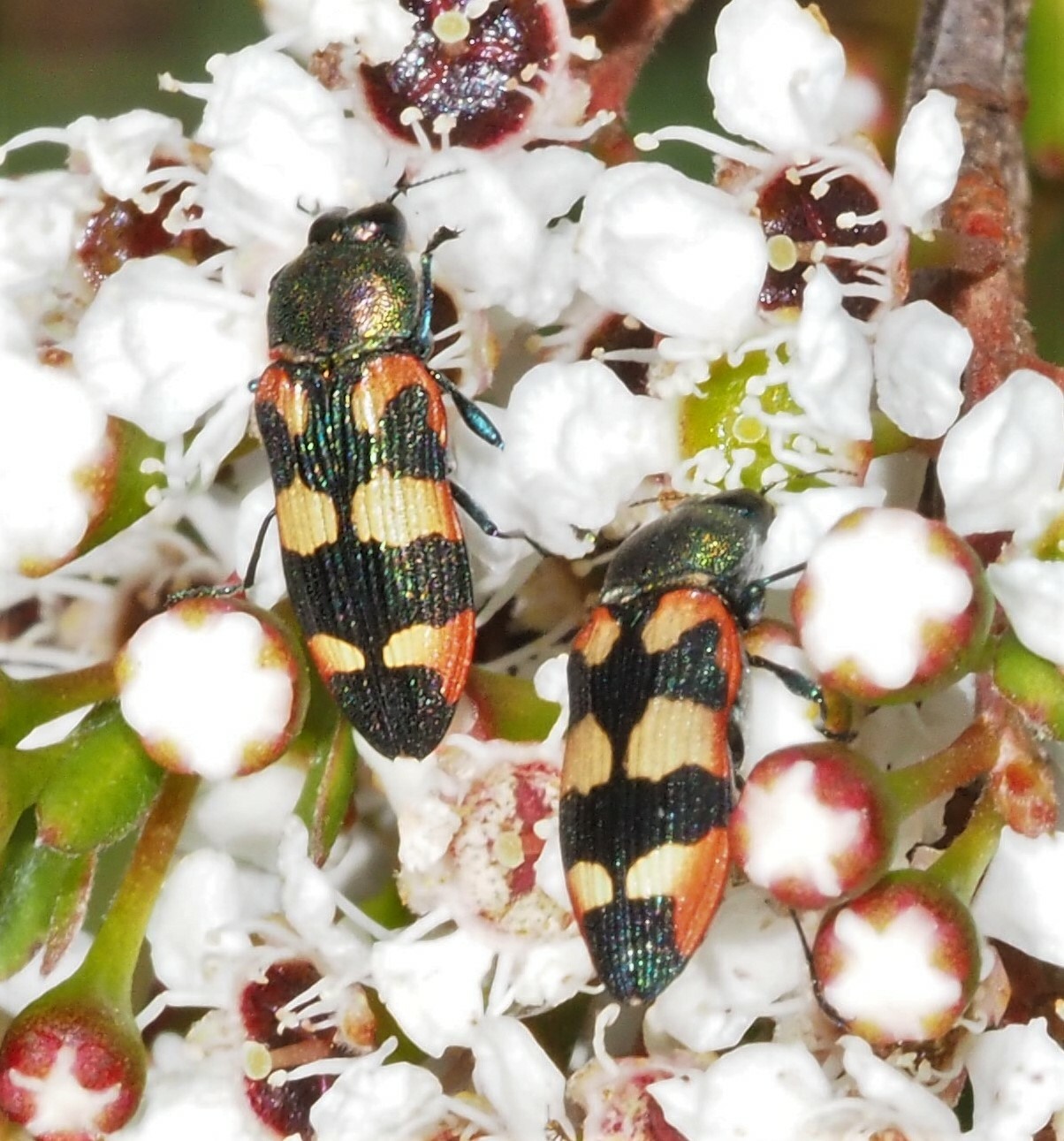 Castiarina