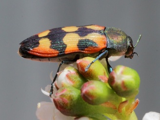 Castiarina