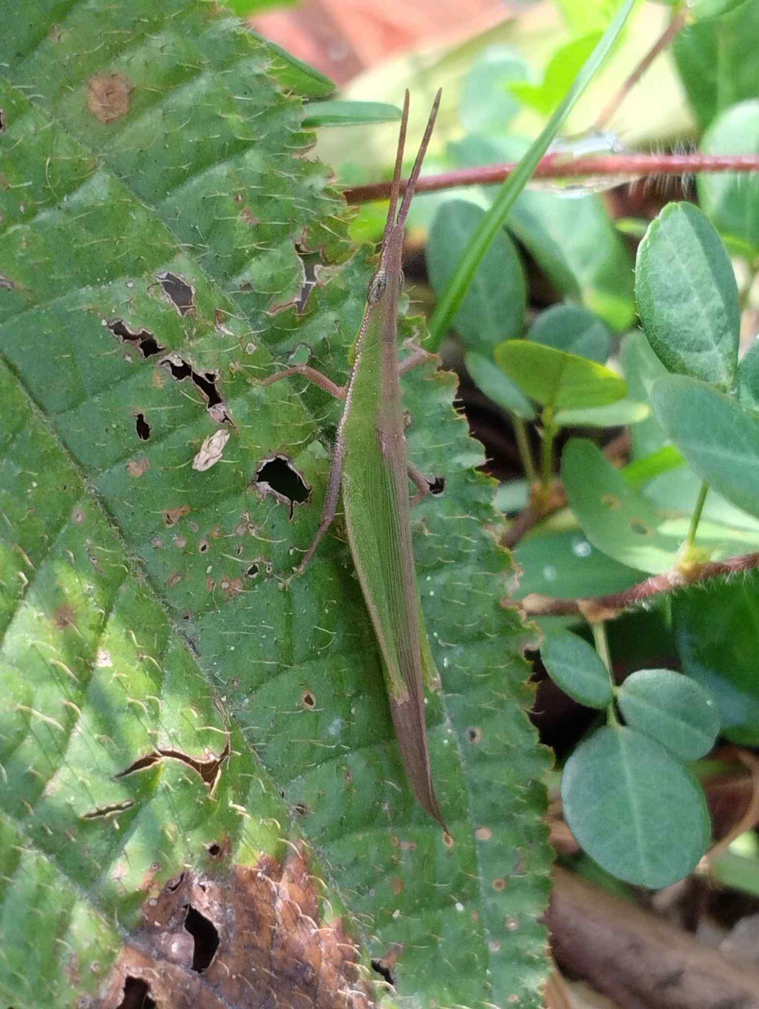 Atractomorpha psittacina