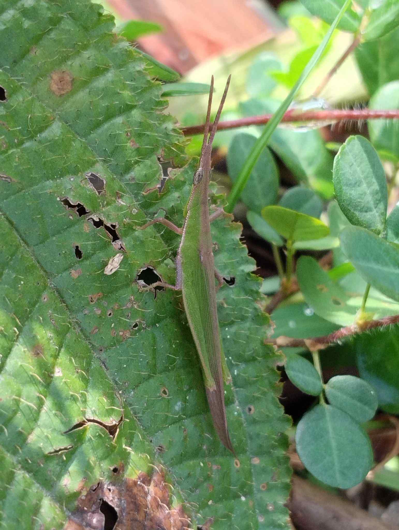 Atractomorpha psittacina