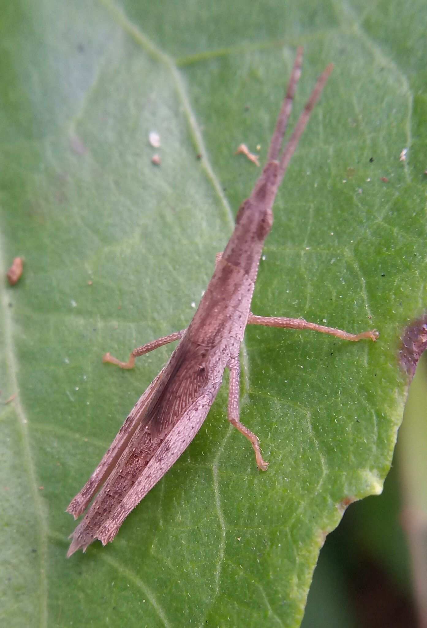 Atractomorpha psittacina