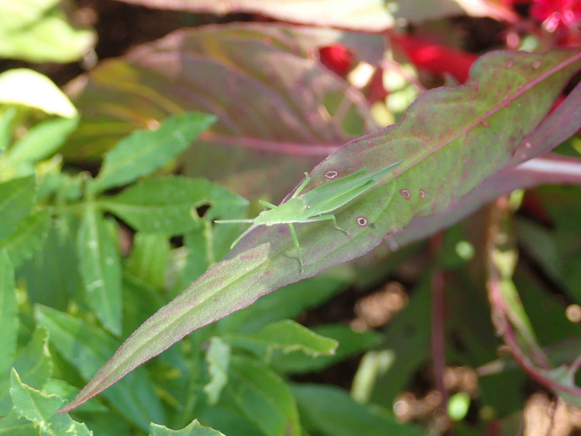 Atractomorpha psittacina
