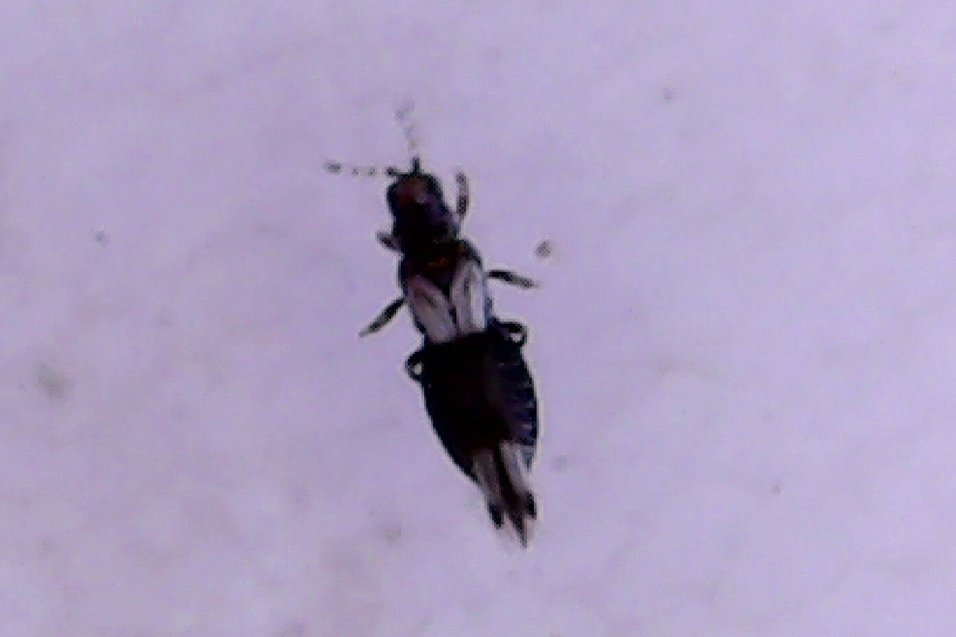 Caliothrips phaseoli