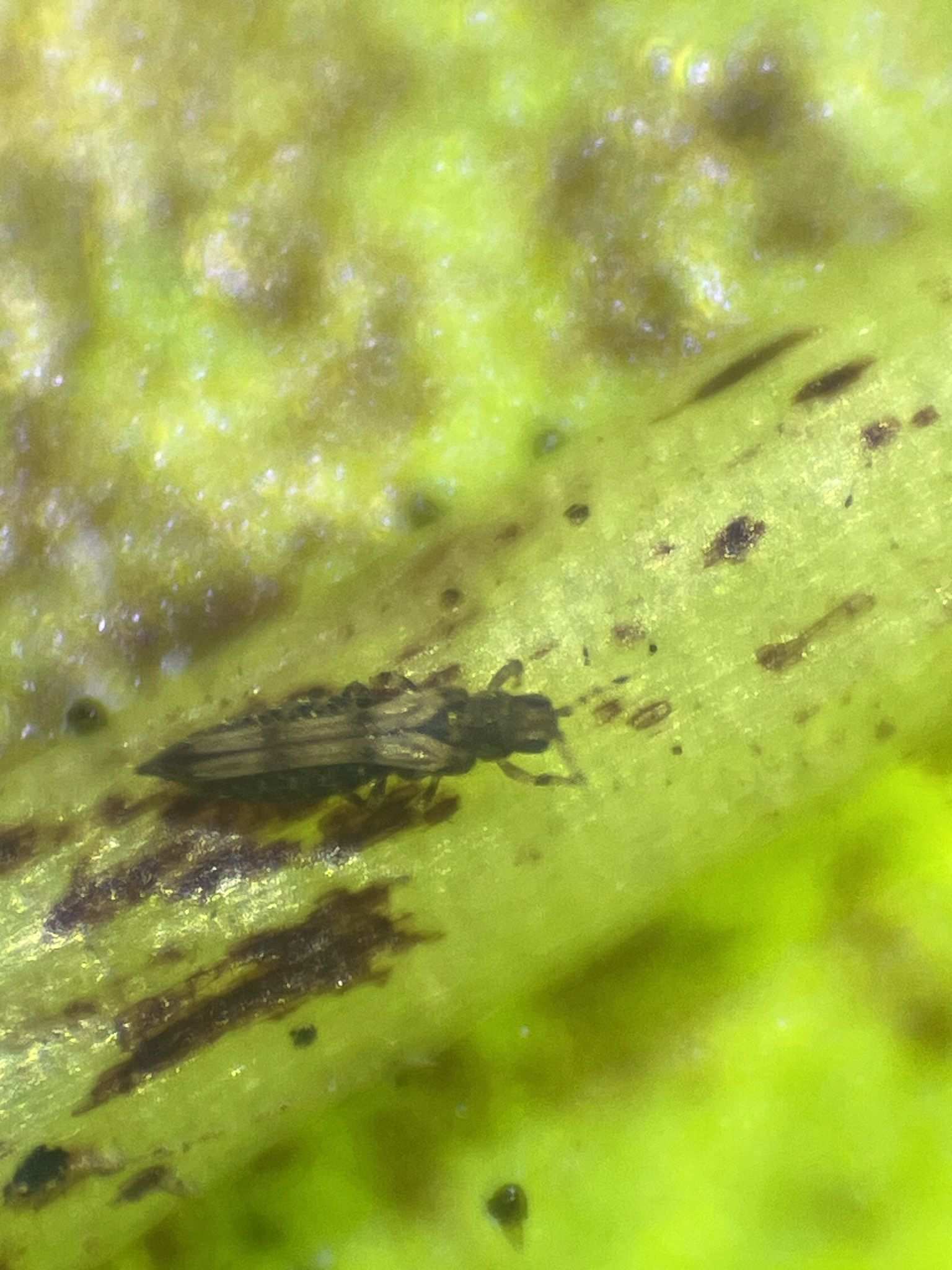 Caliothrips phaseoli