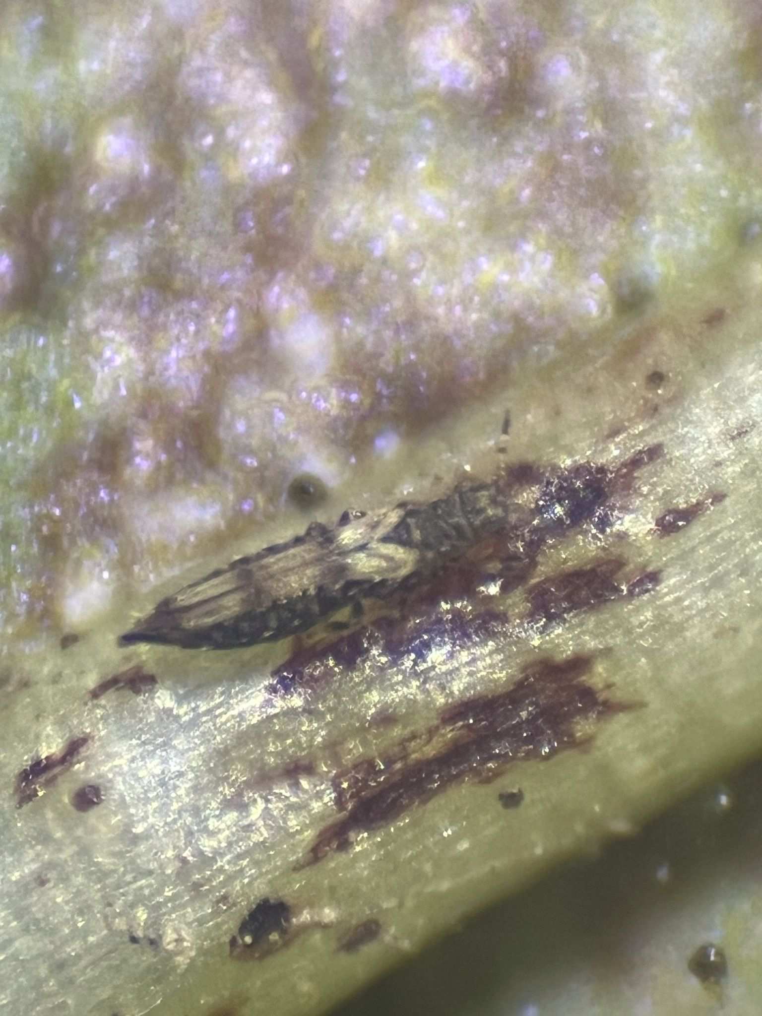 Caliothrips phaseoli