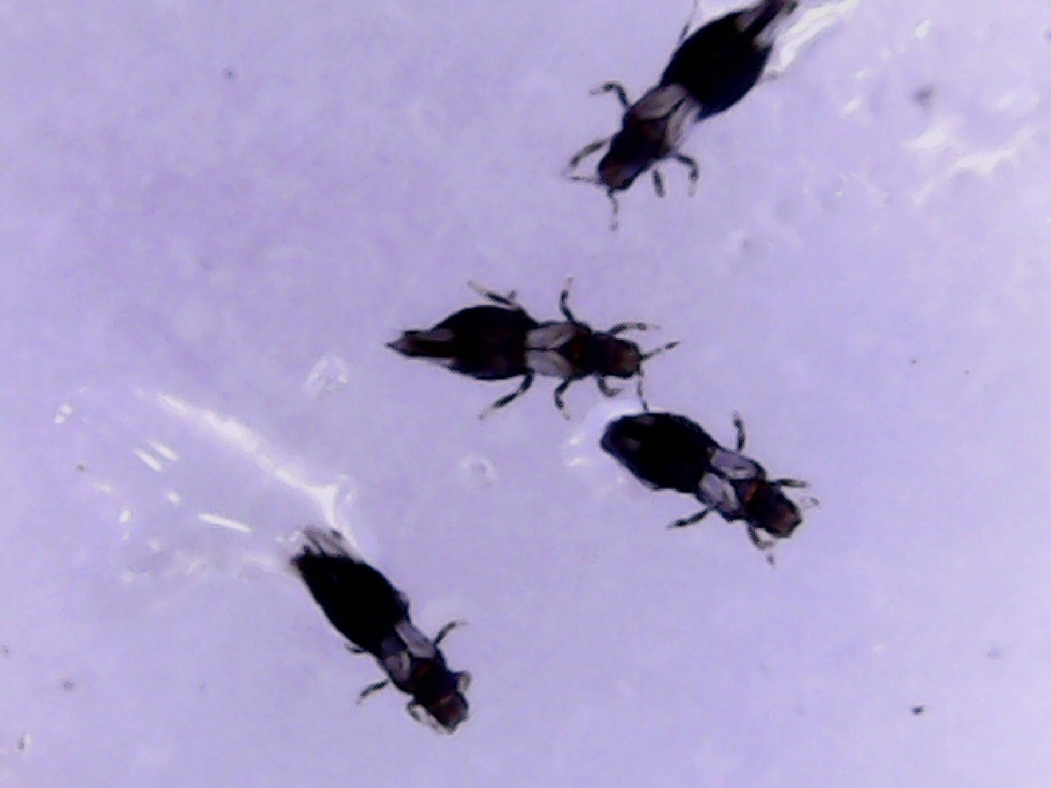 Caliothrips phaseoli