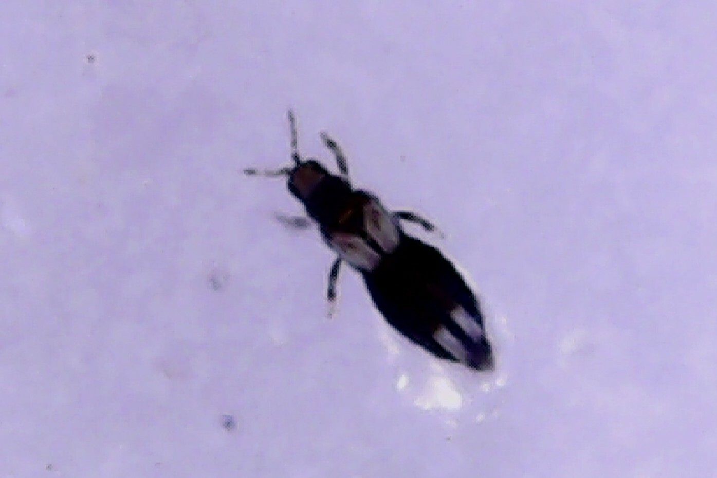 Caliothrips phaseoli