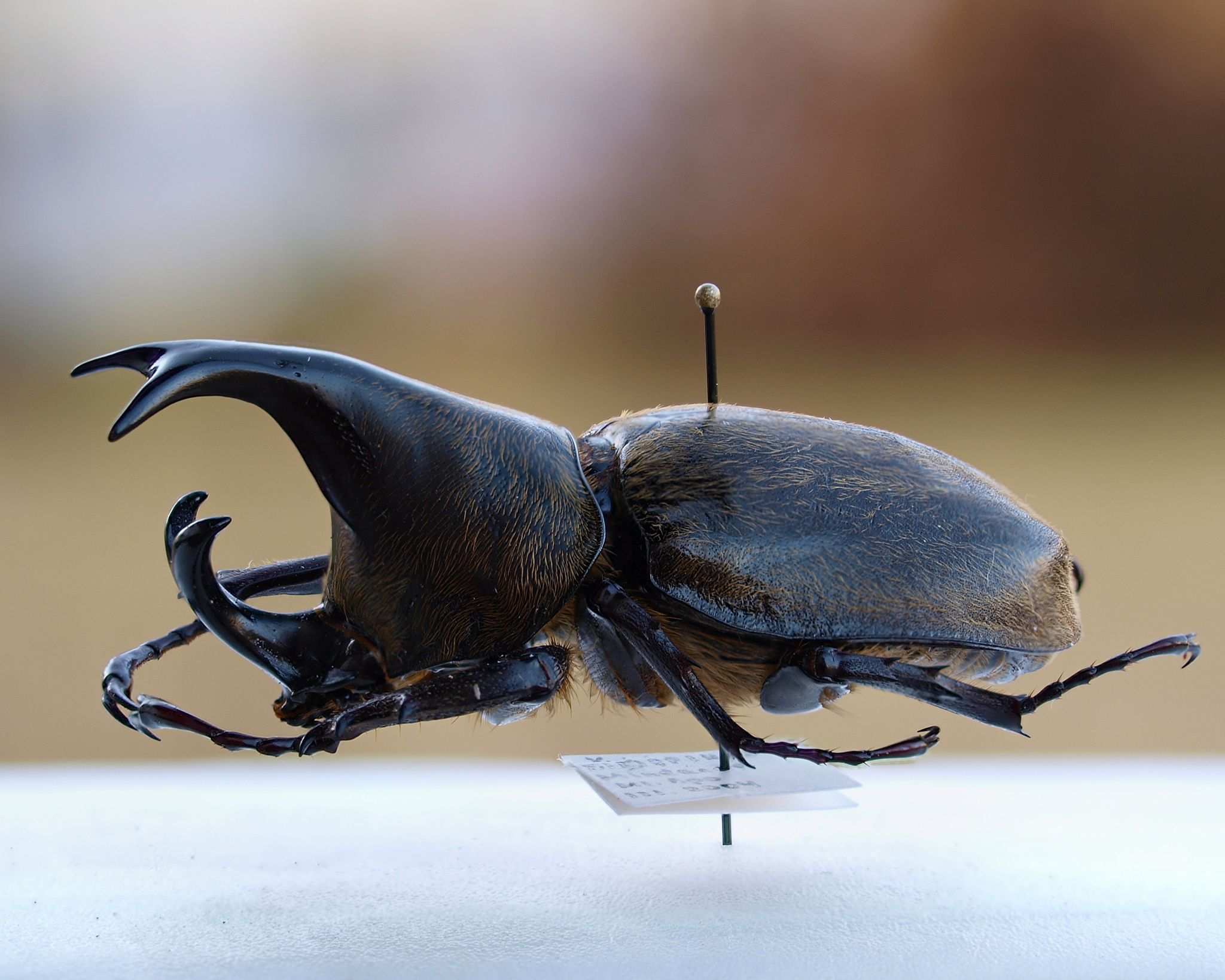 Xylotrupes pubescens