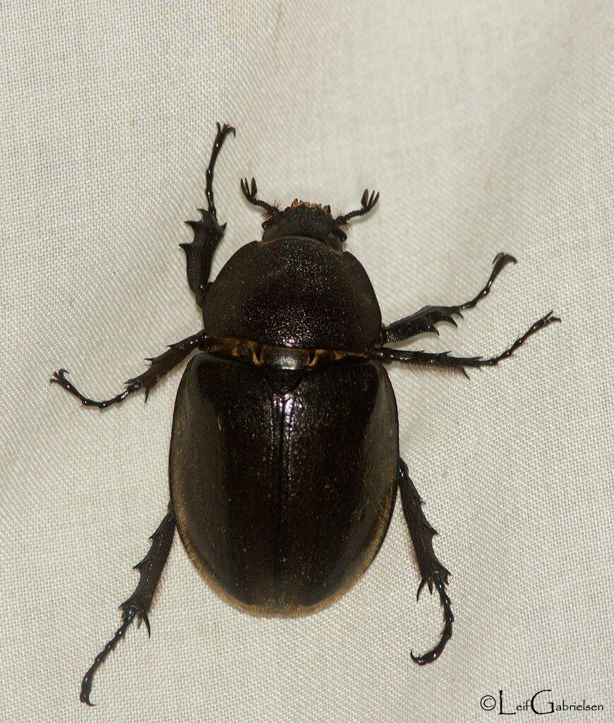 Xylotrupes pubescens
