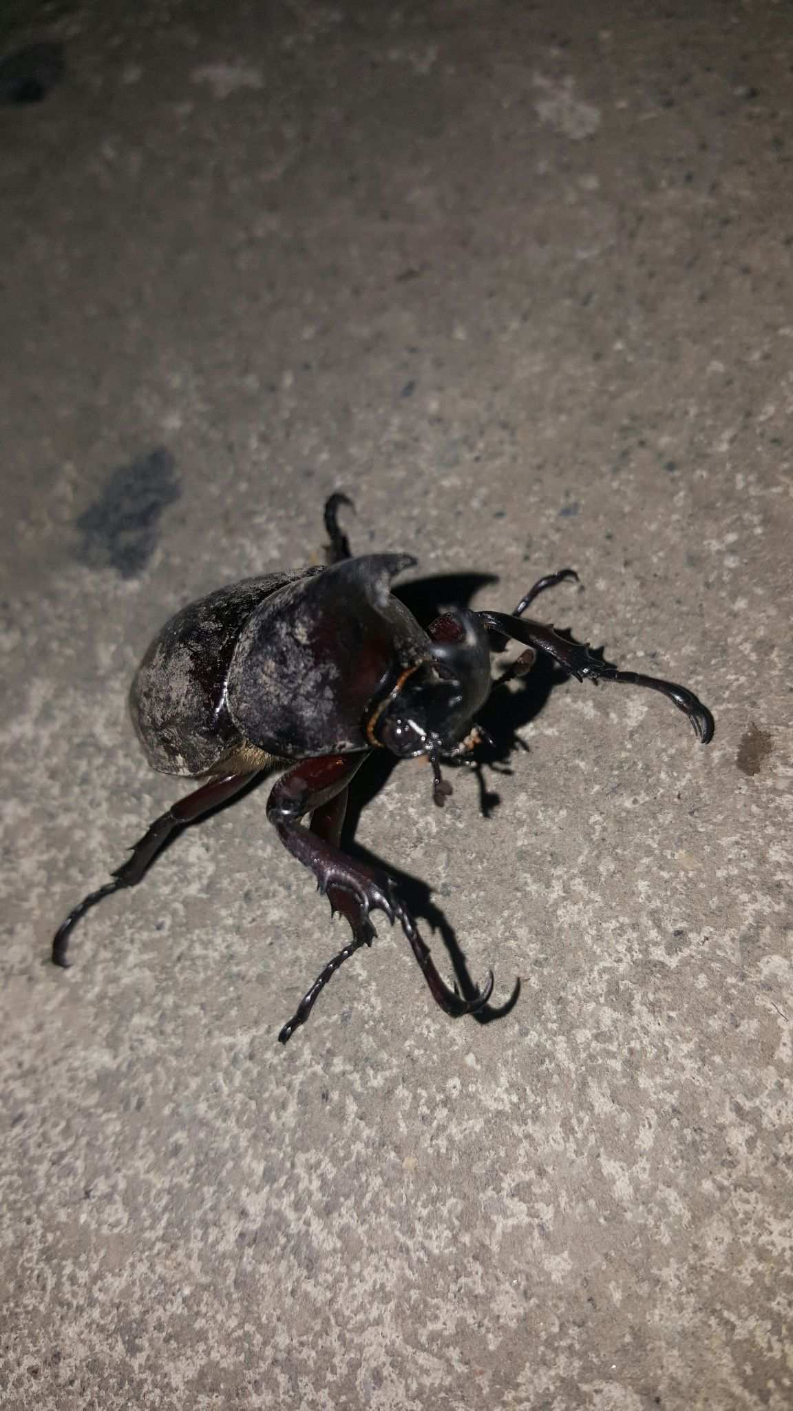 Xylotrupes pubescens