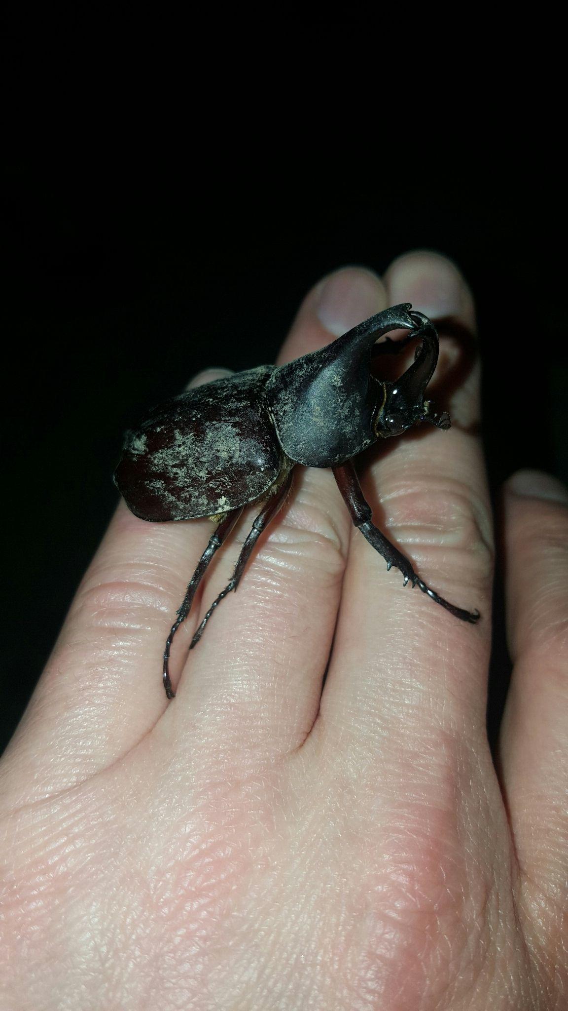 Xylotrupes pubescens