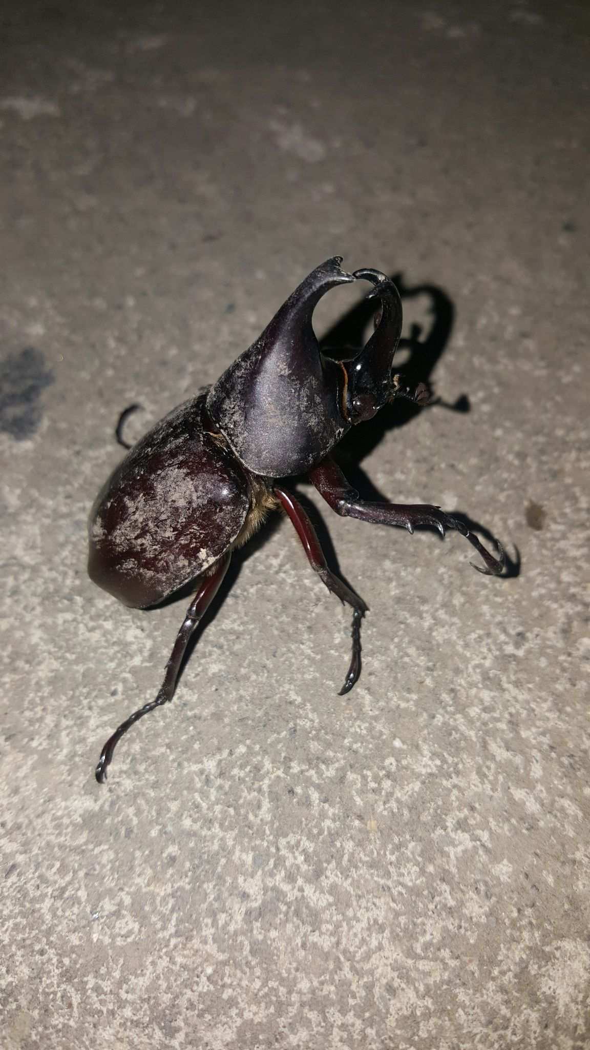 Xylotrupes pubescens