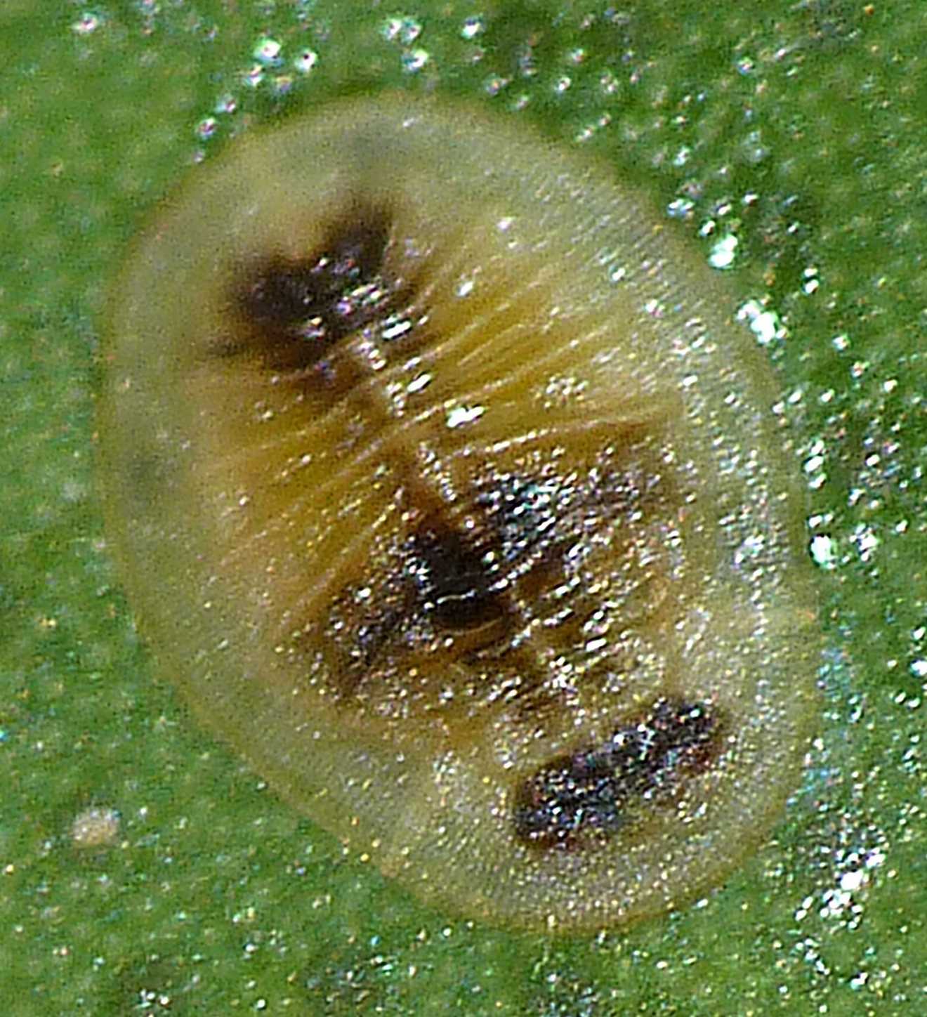 Chitonaleyrodes canberrensis