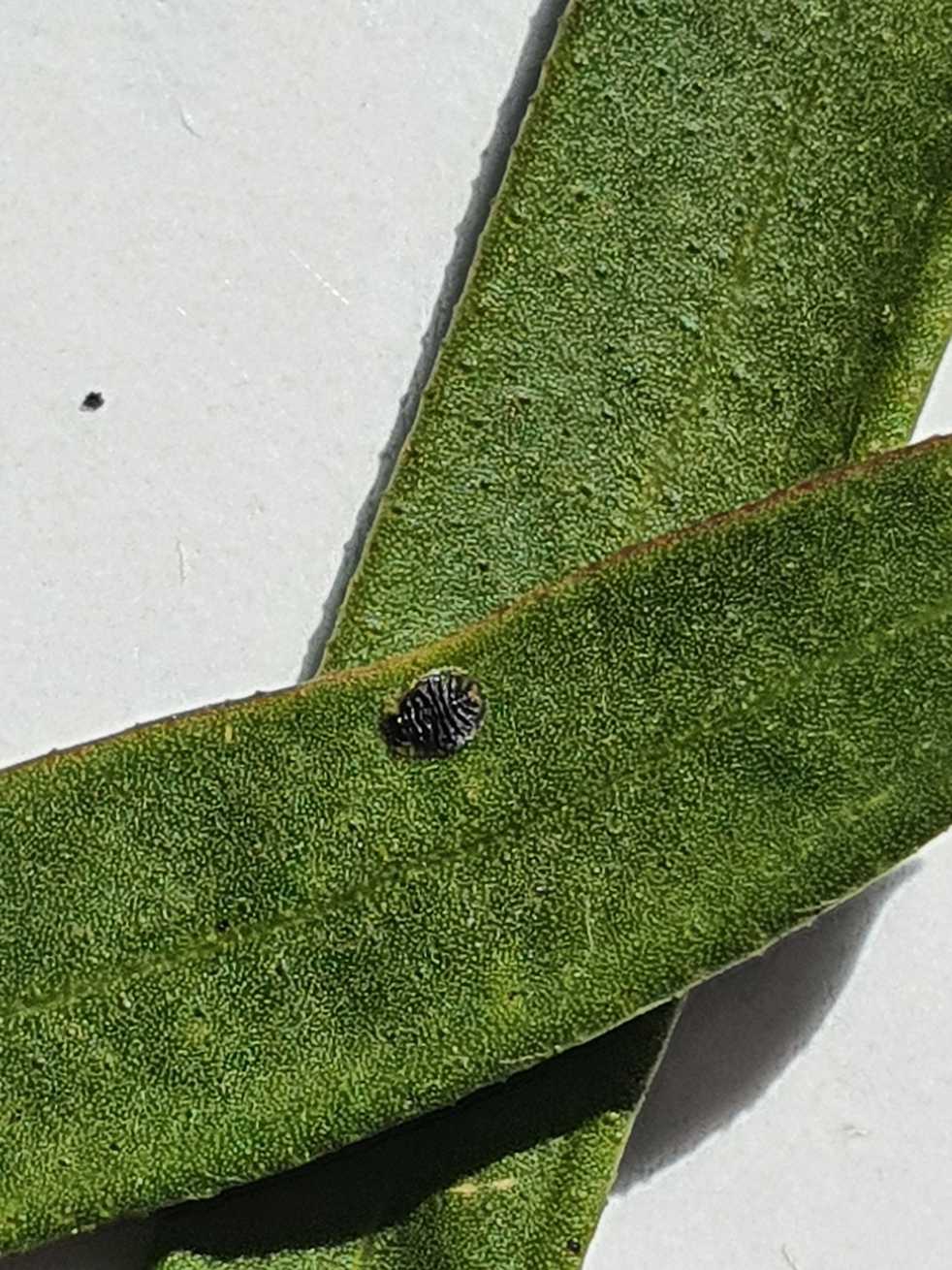 Chitonaleyrodes canberrensis