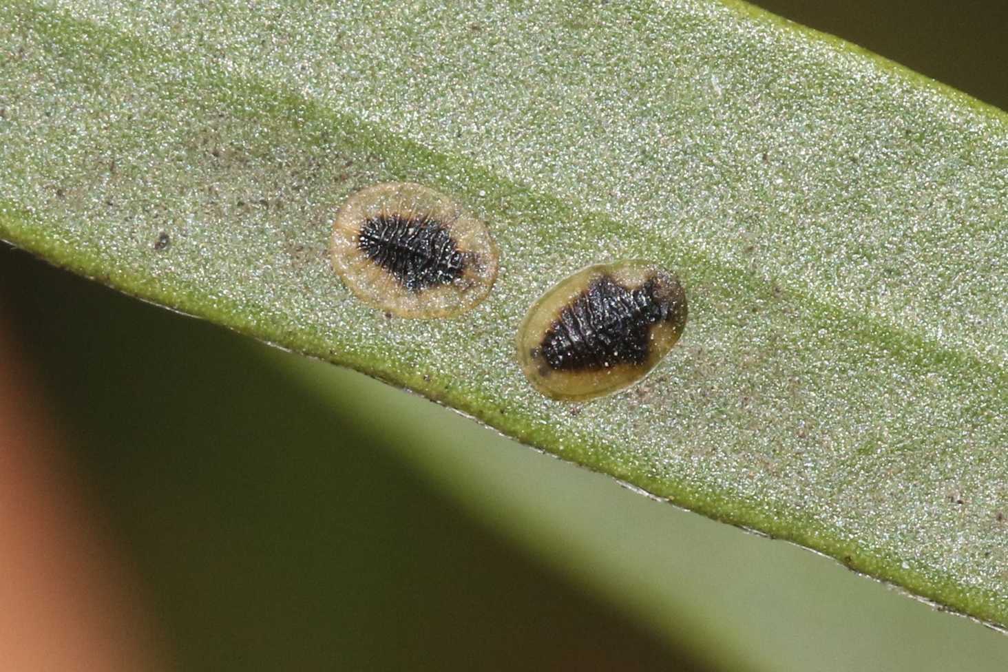 Chitonaleyrodes canberrensis