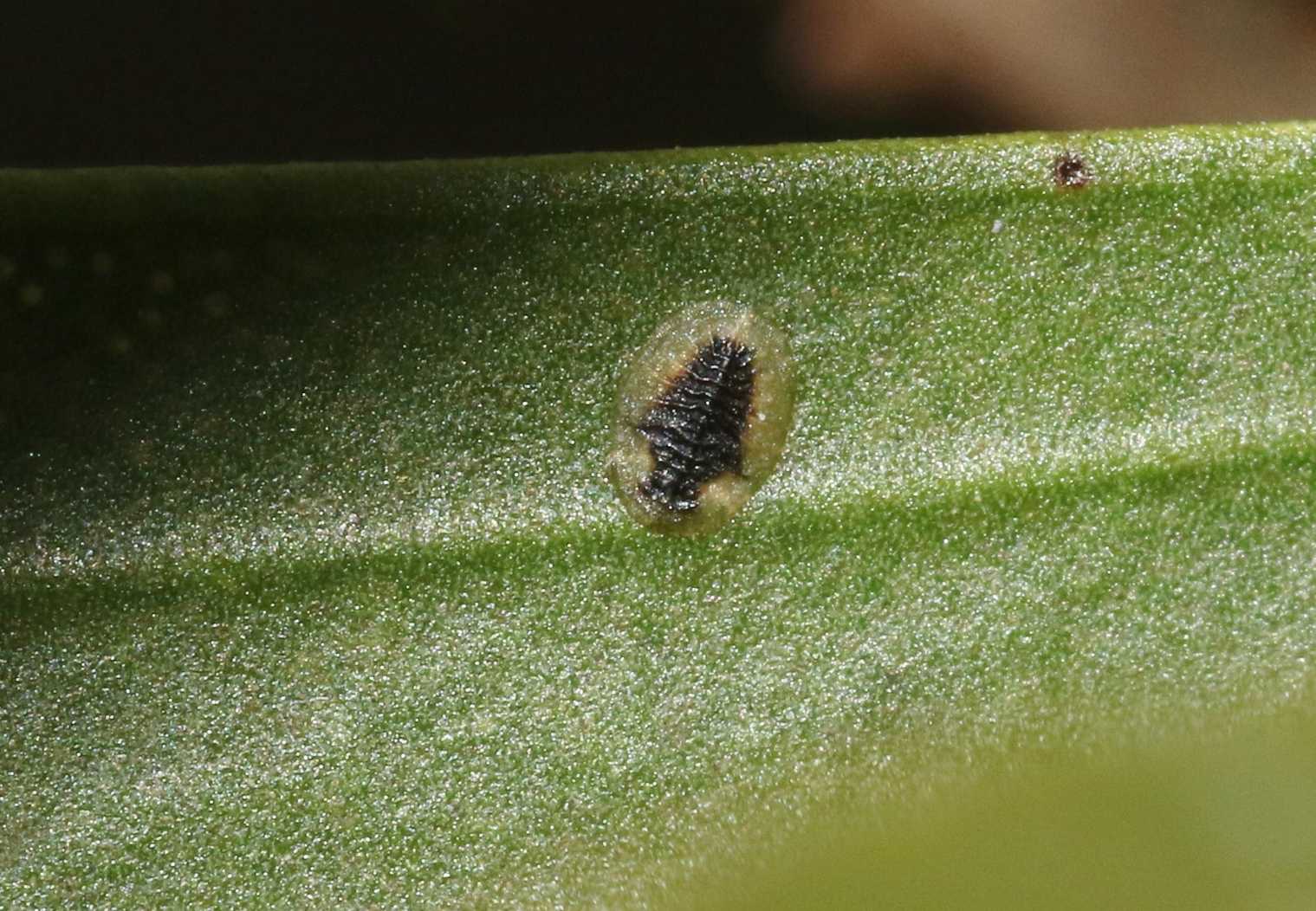 Chitonaleyrodes canberrensis