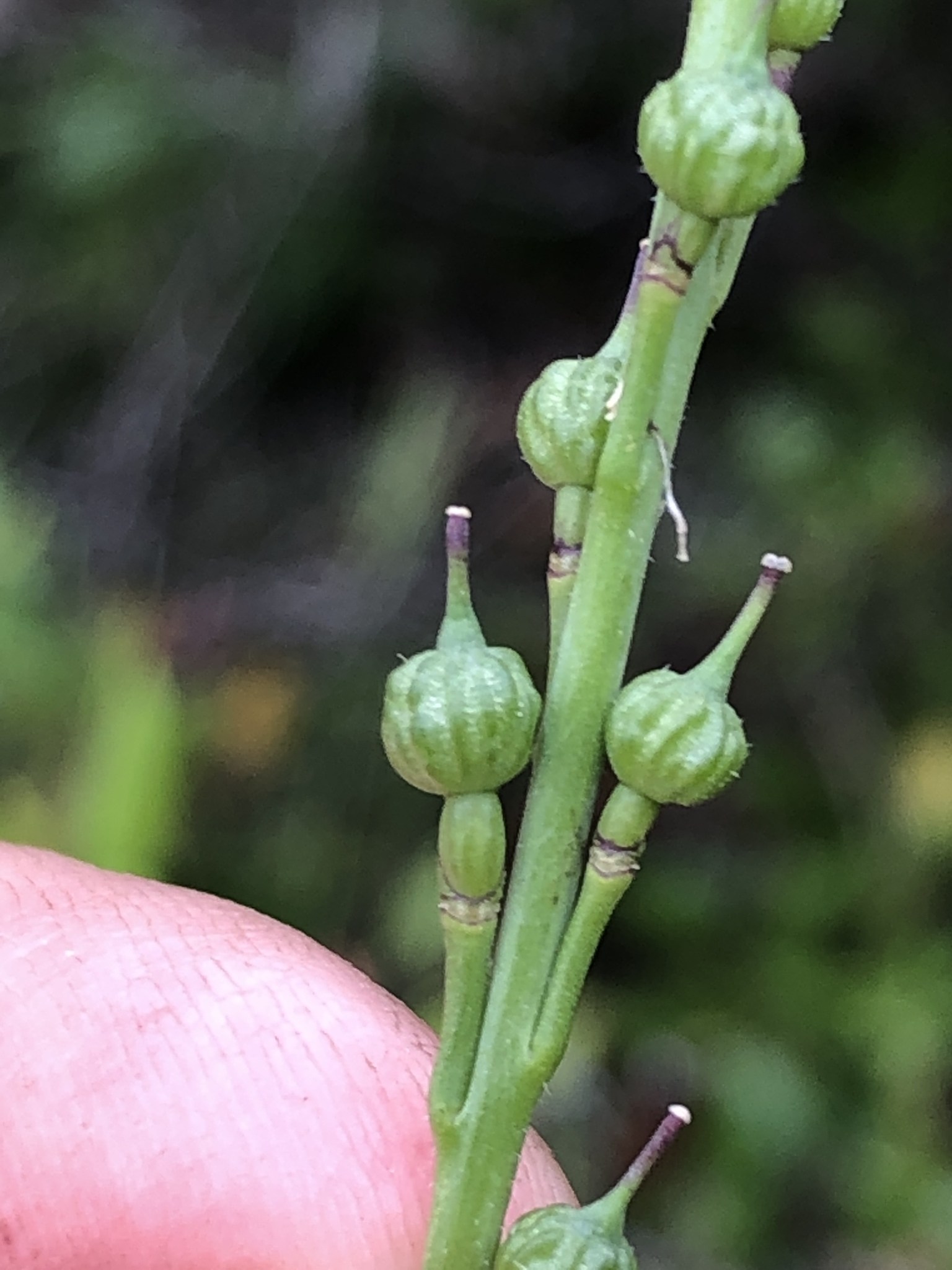 Rapistrum rugosum