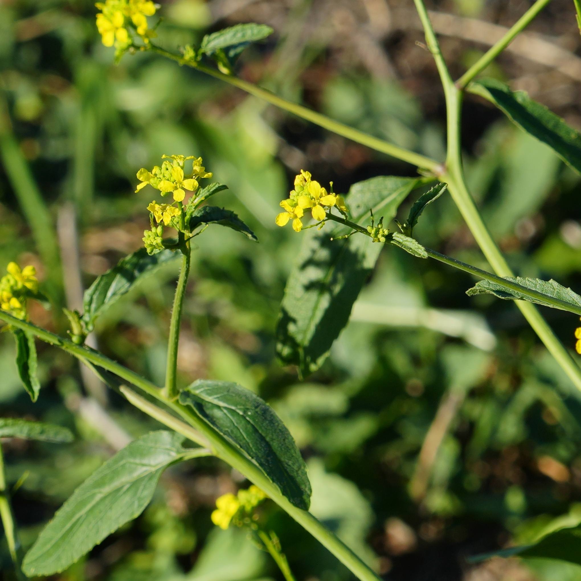 Rapistrum rugosum