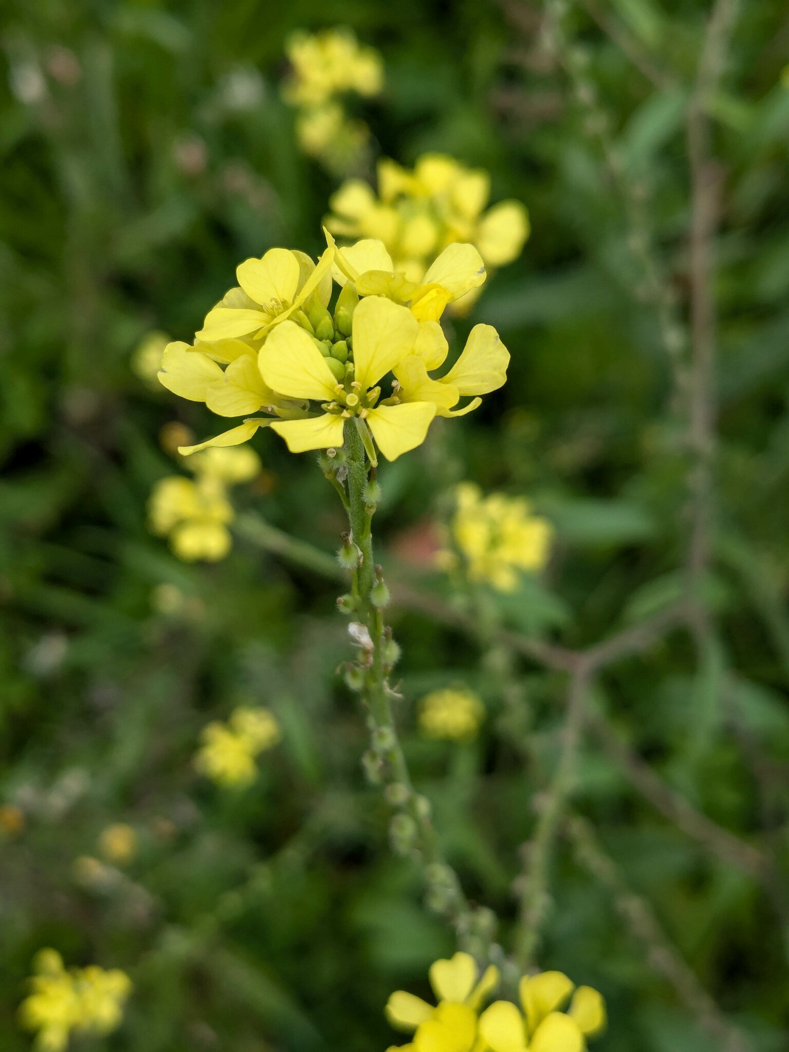 Rapistrum rugosum