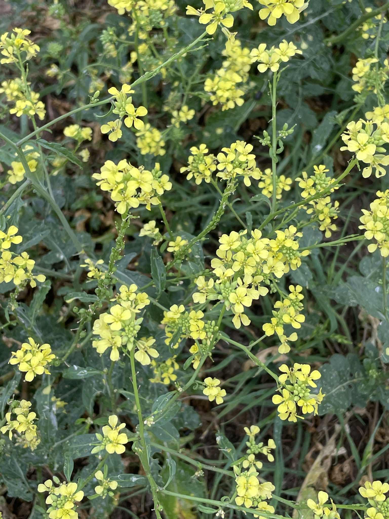 Rapistrum rugosum