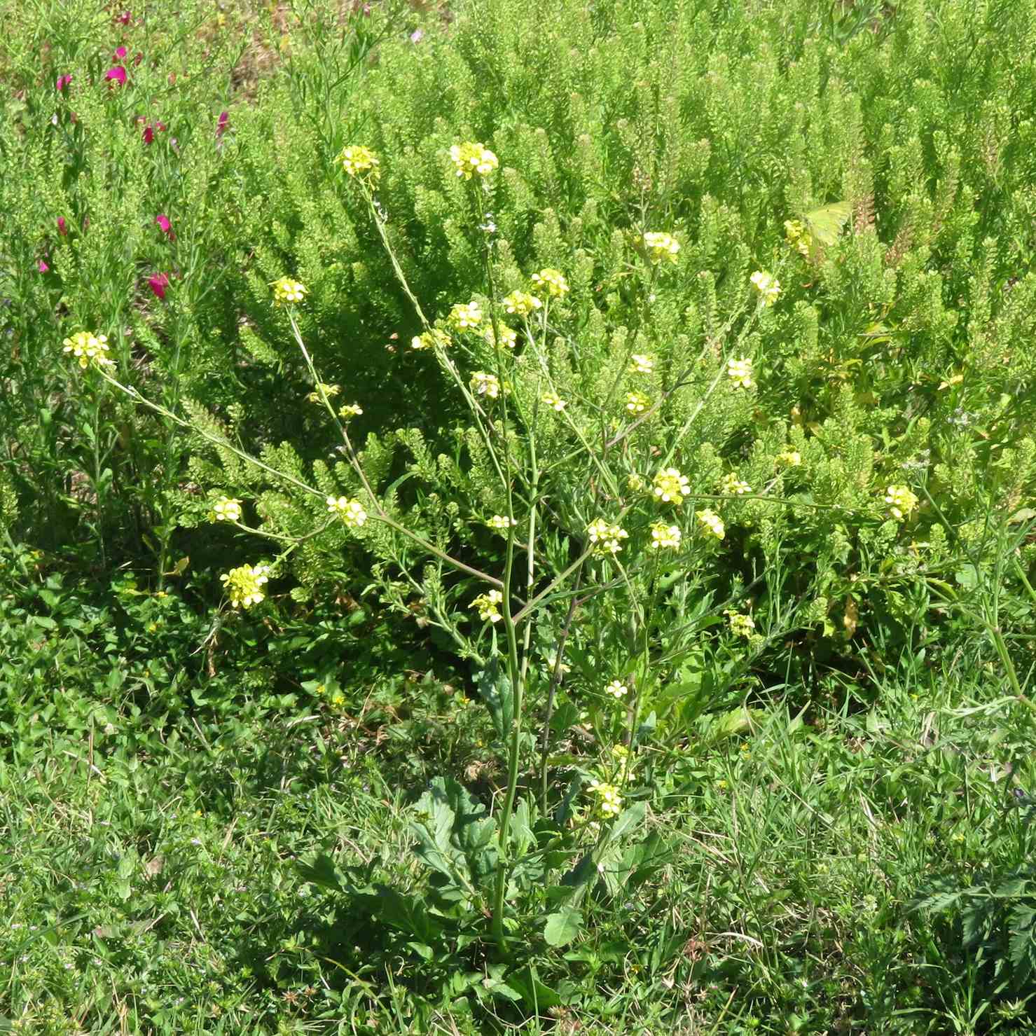 Rapistrum rugosum