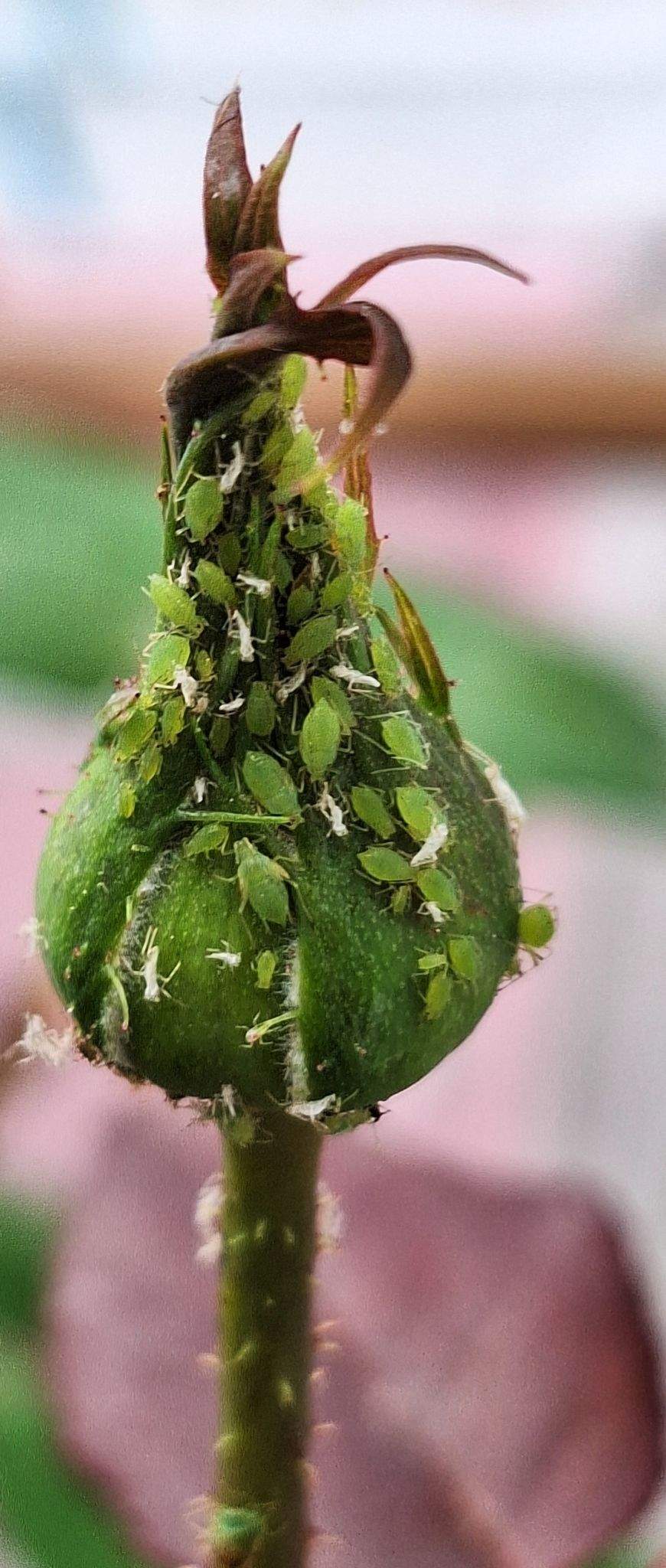 Rhodobium porosum