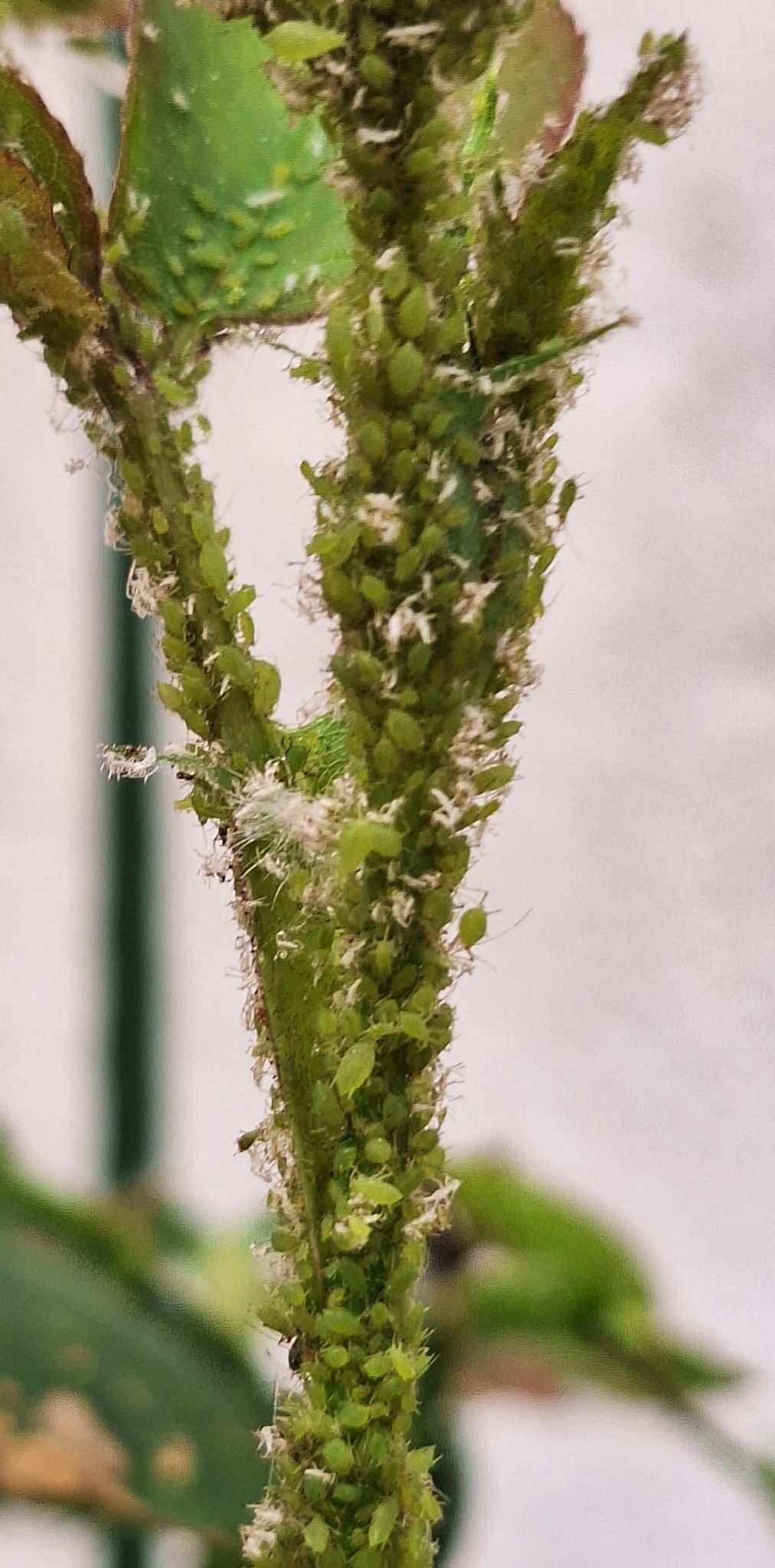 Rhodobium porosum