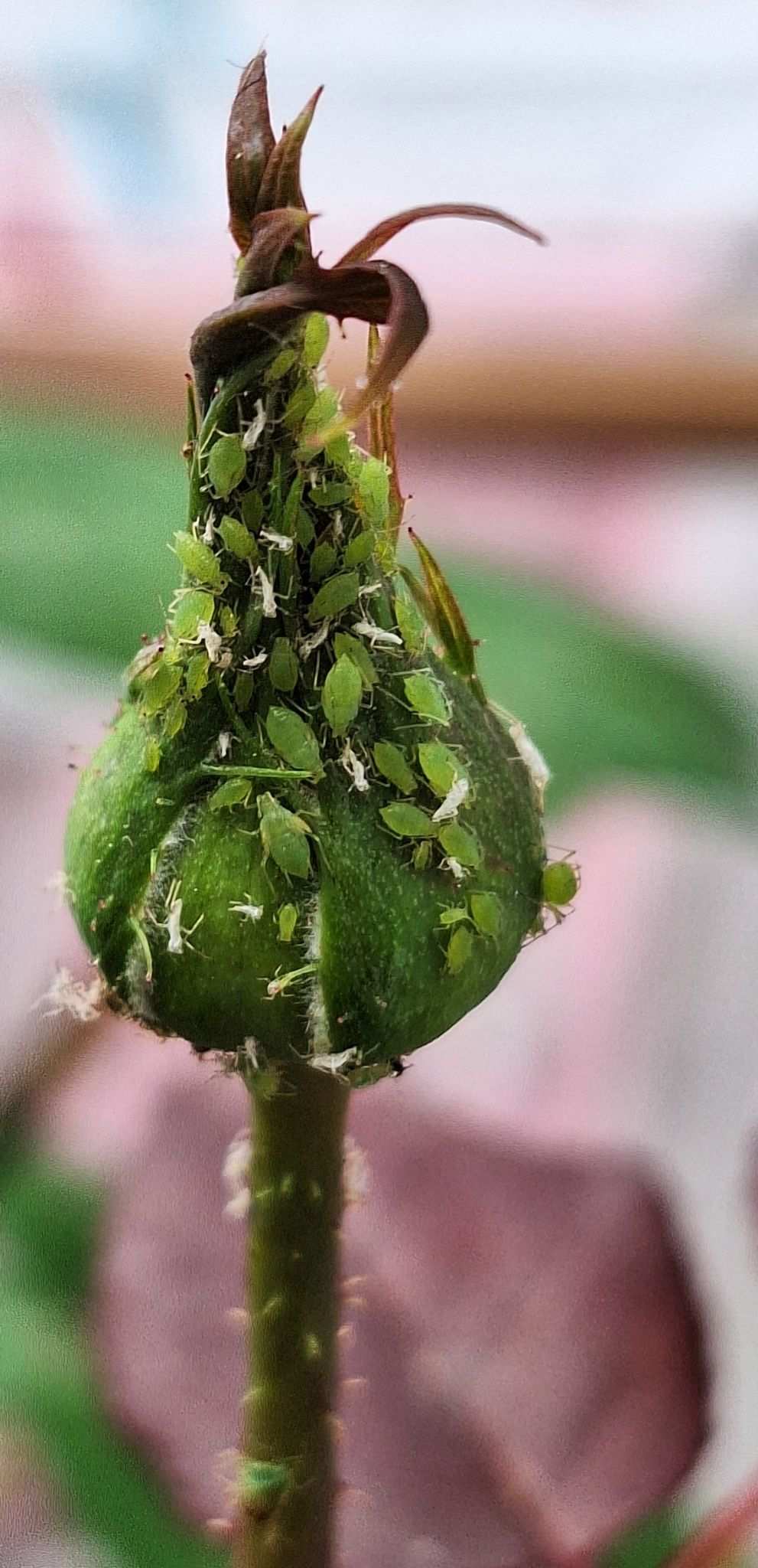Rhodobium porosum