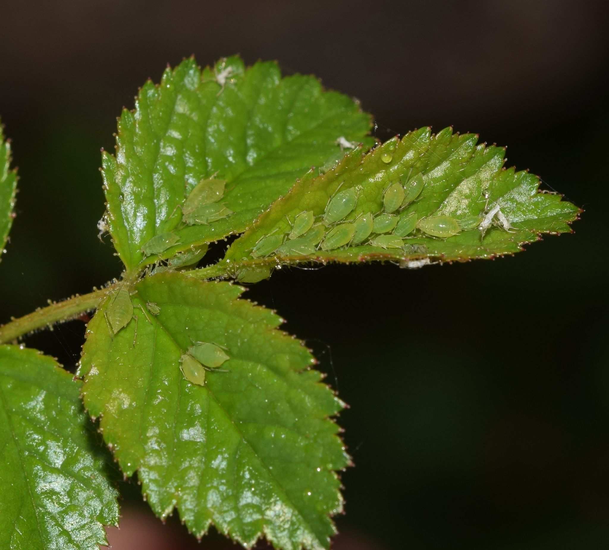 Rhodobium porosum
